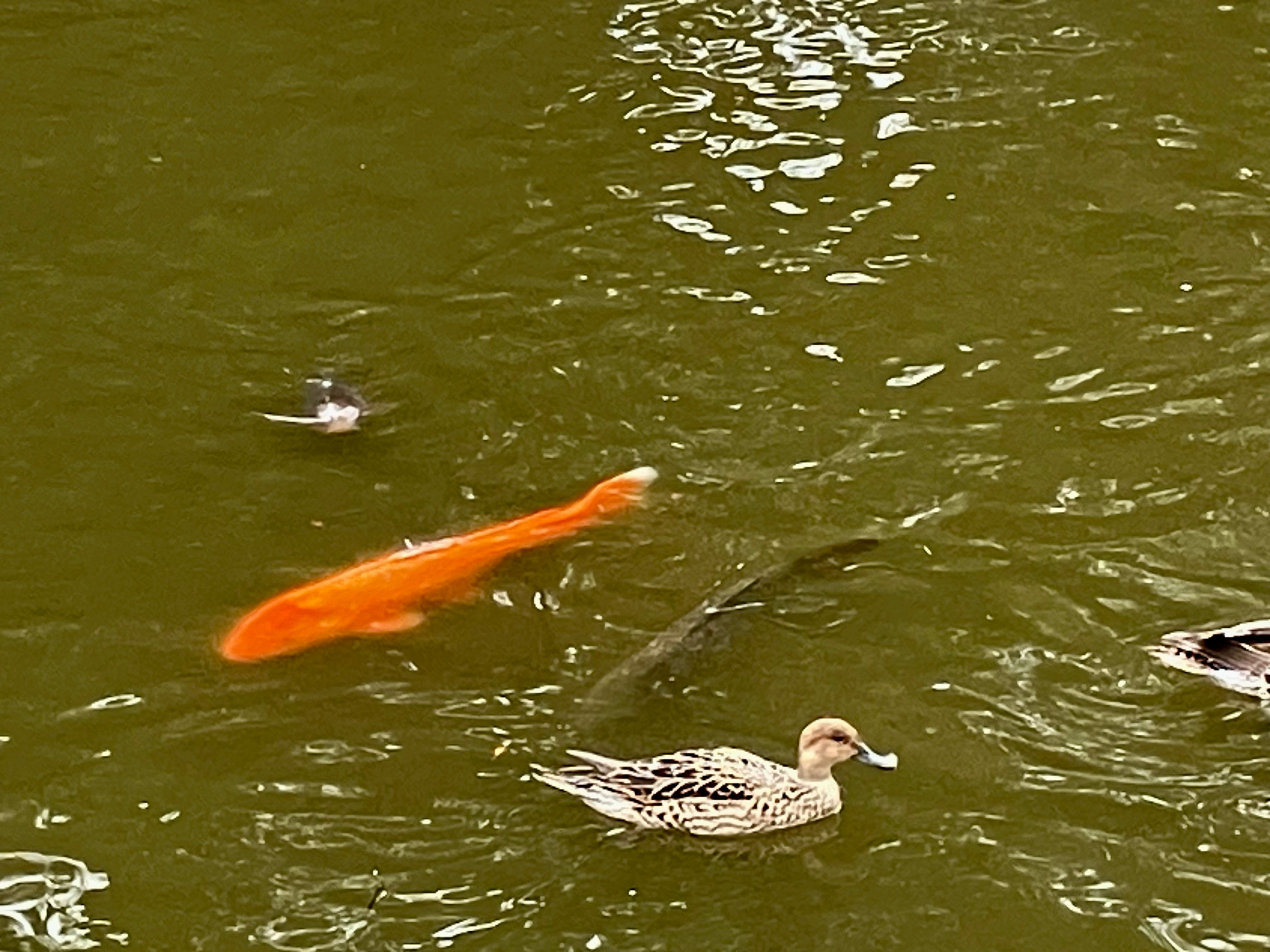 patos nadando en un estanque con un pez naranja