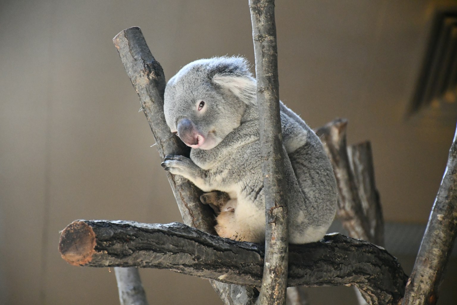 Sleeping koala resting on tree branches