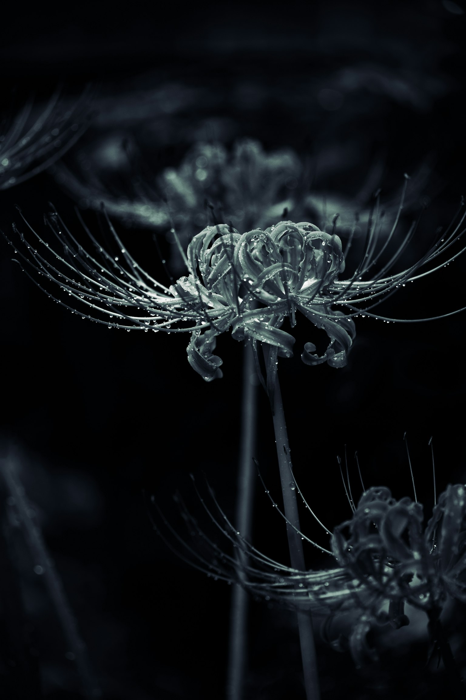 Acercamiento de flores con gotas sobre un fondo oscuro