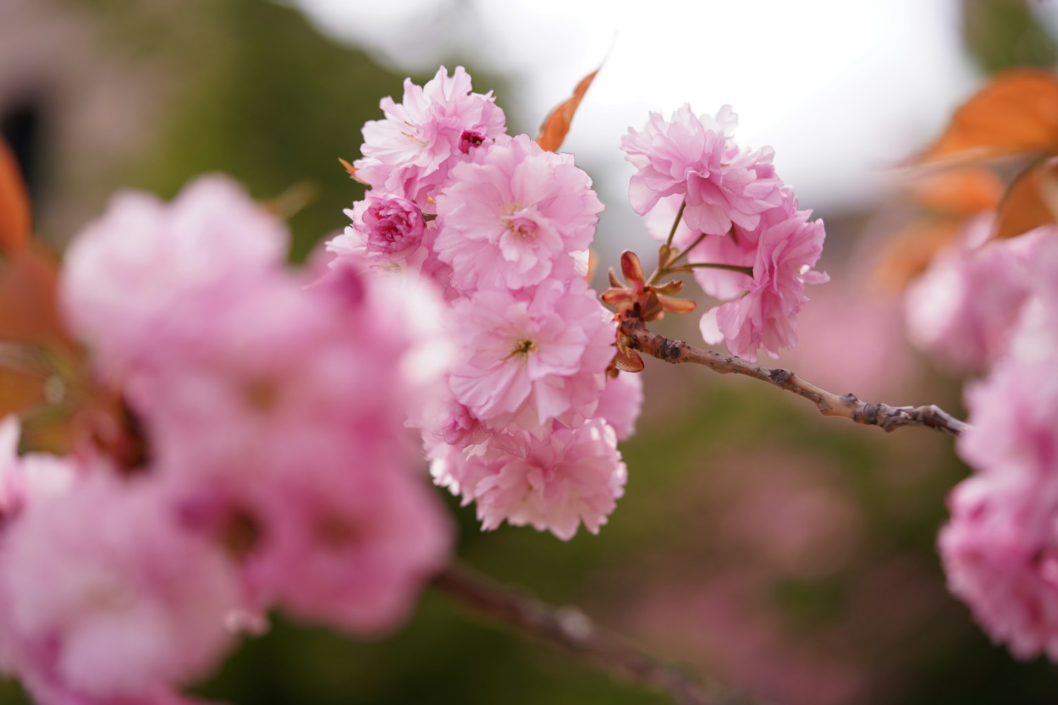 Tangkai bunga sakura yang mekar