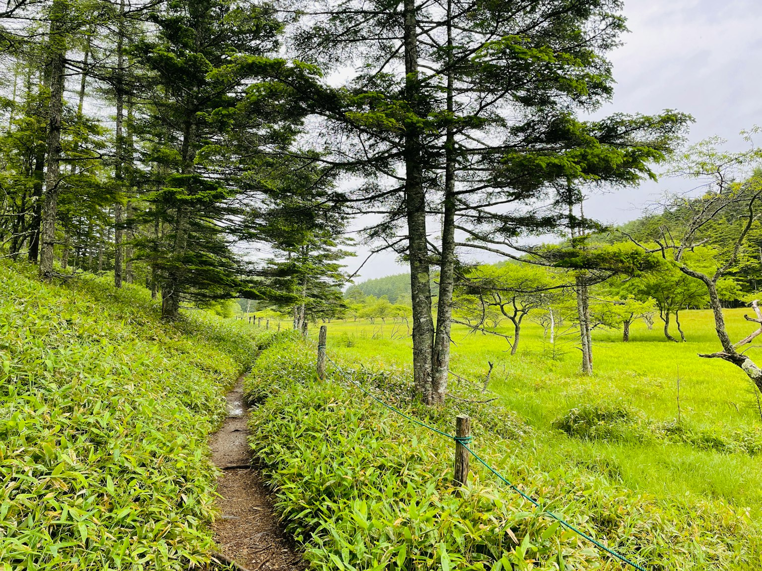 Sentier pittoresque à travers une forêt verdoyante