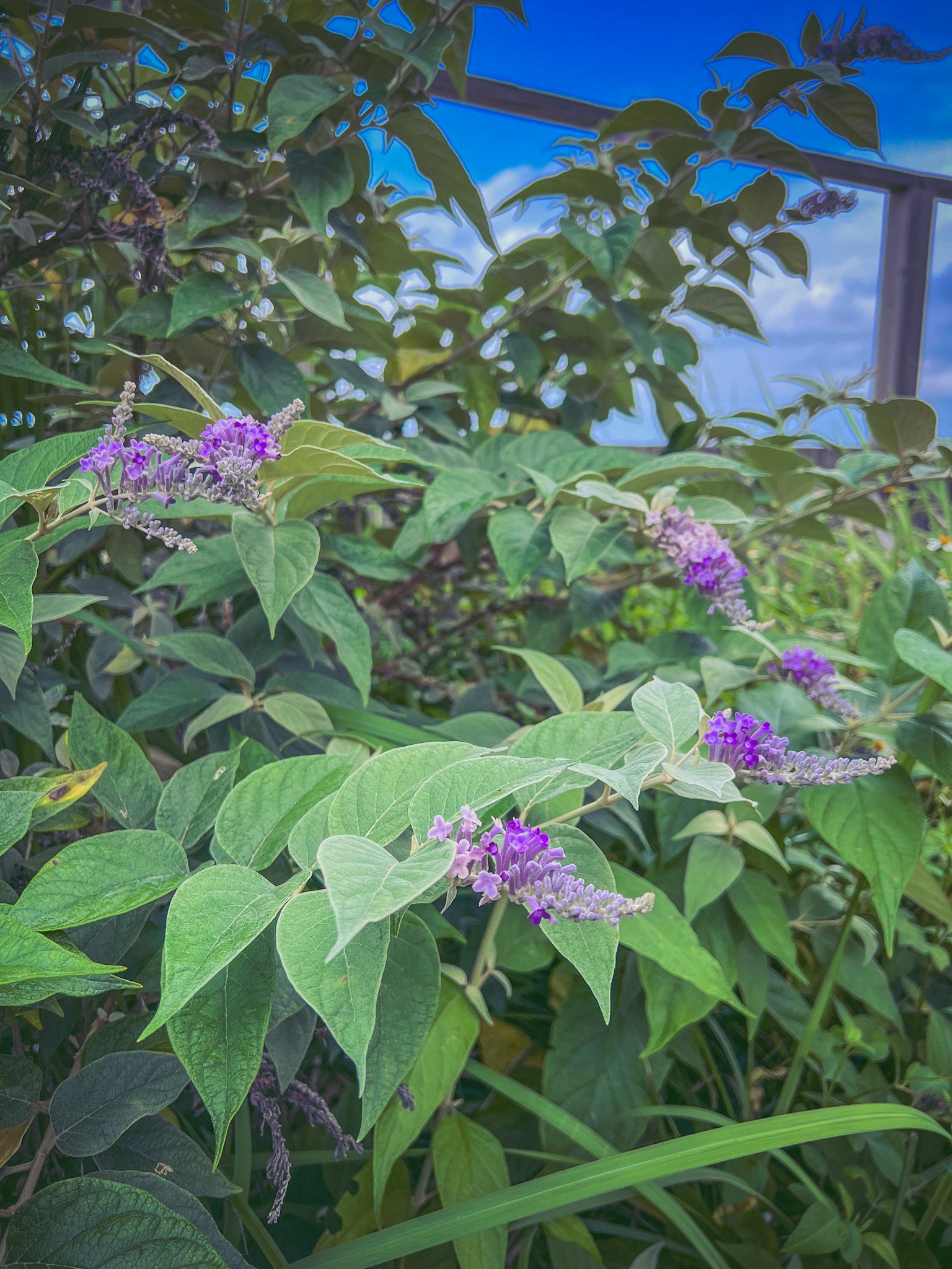 Nahaufnahme einer Pflanze mit lebhaften lila Blumen umgeben von grünen Blättern