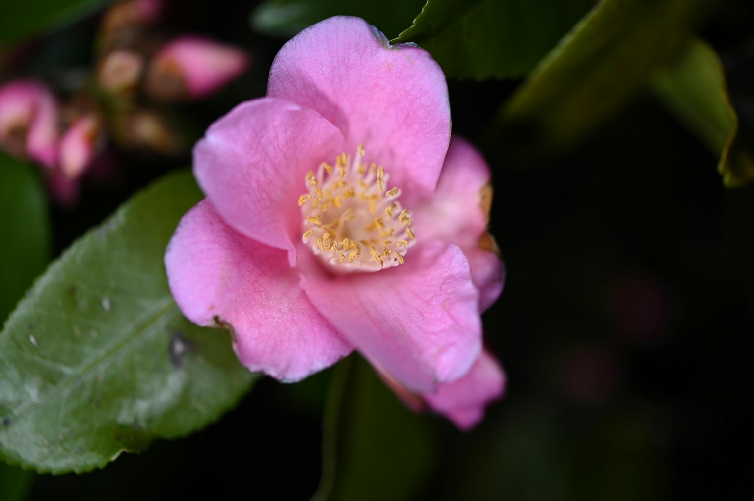 Nahaufnahme einer rosa Blume mit grünen Blättern