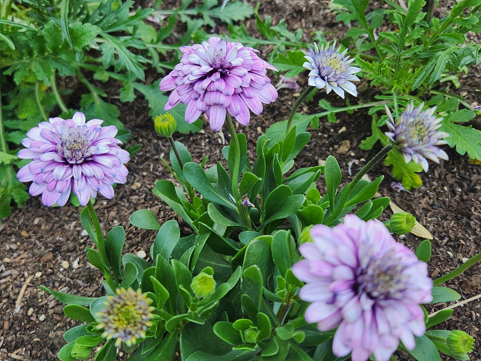Cluster of lavender flowers with green leaves in a garden