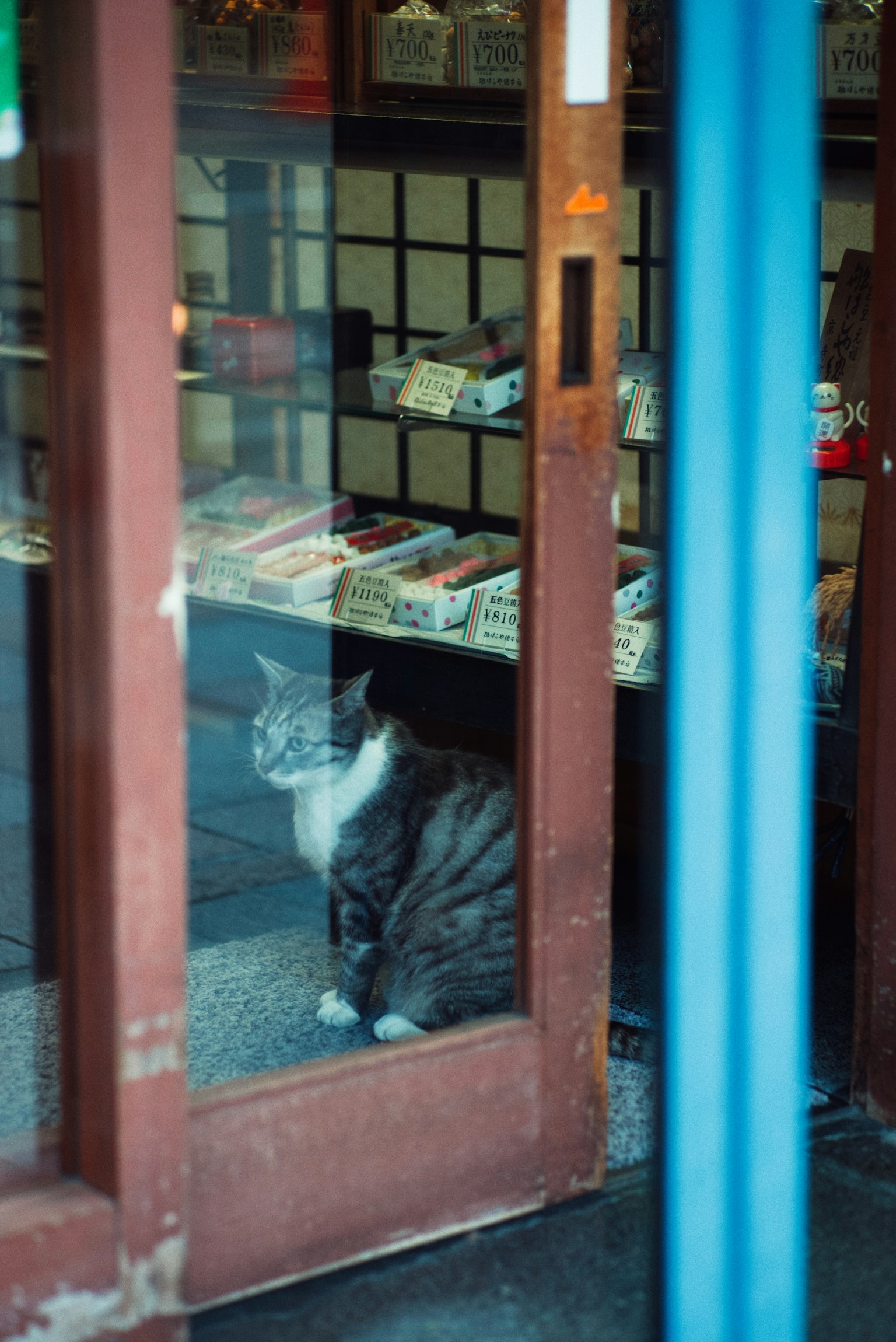 A gray cat seen through a glass door in front of a shop
