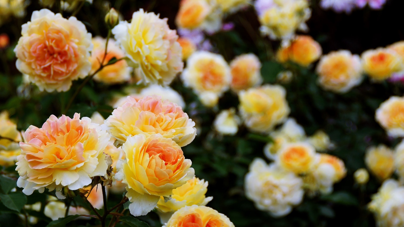 Un hermoso jardín lleno de rosas coloridas en flor
