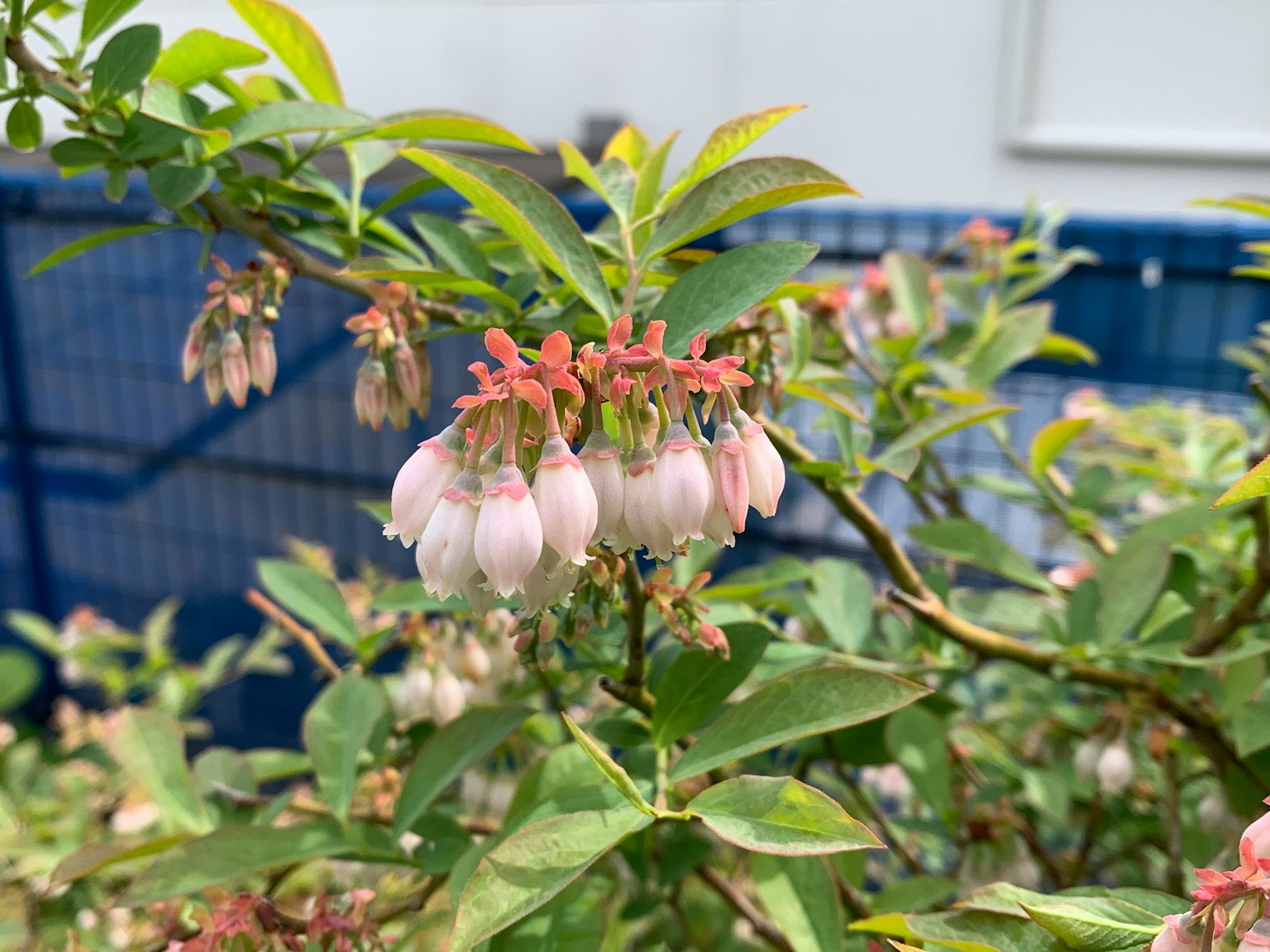 Zweig einer Heidelbeerpflanze mit weißen Blüten und grünen Blättern