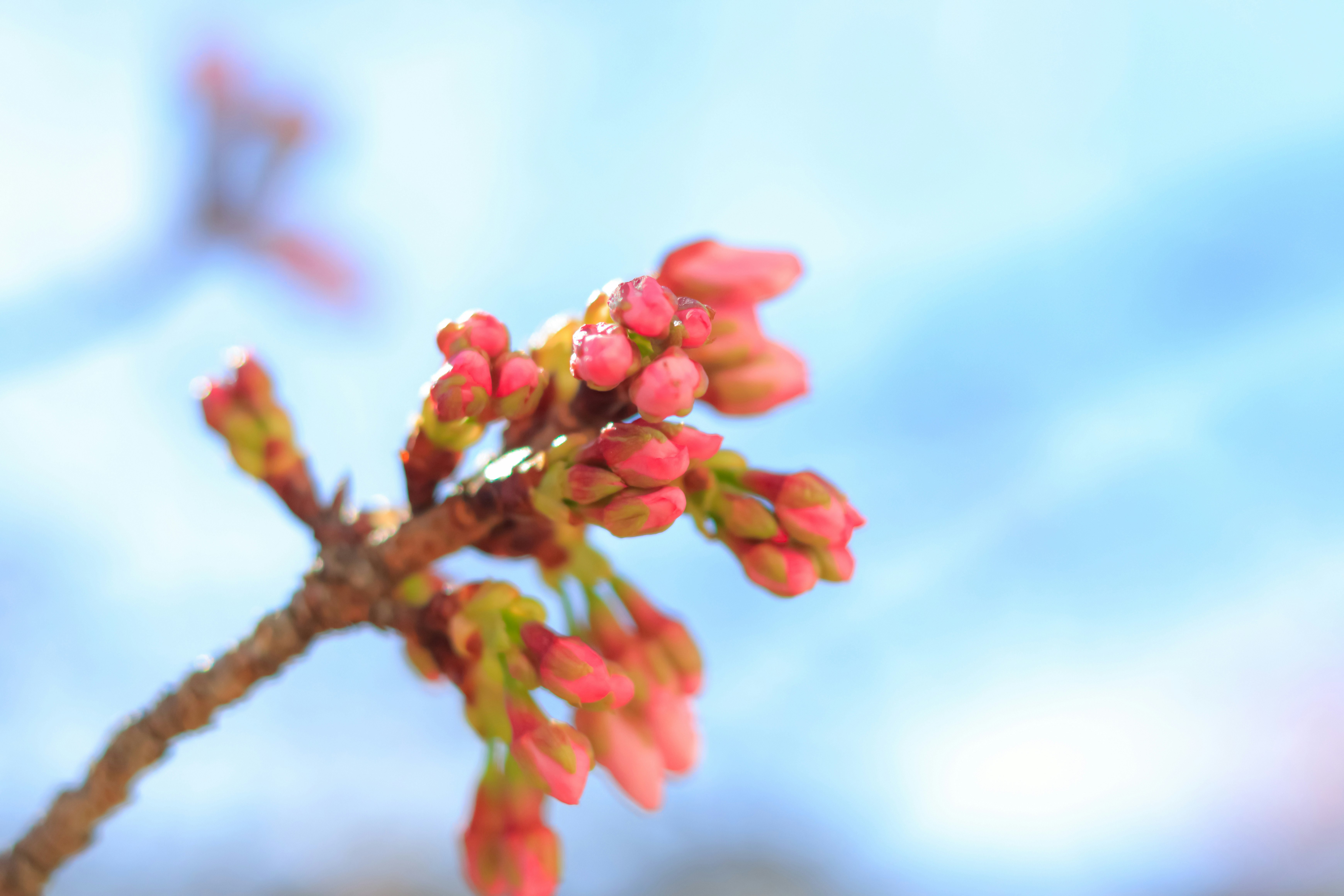 Close-up of Kawazu cherry blossoms and buds against a blue sky