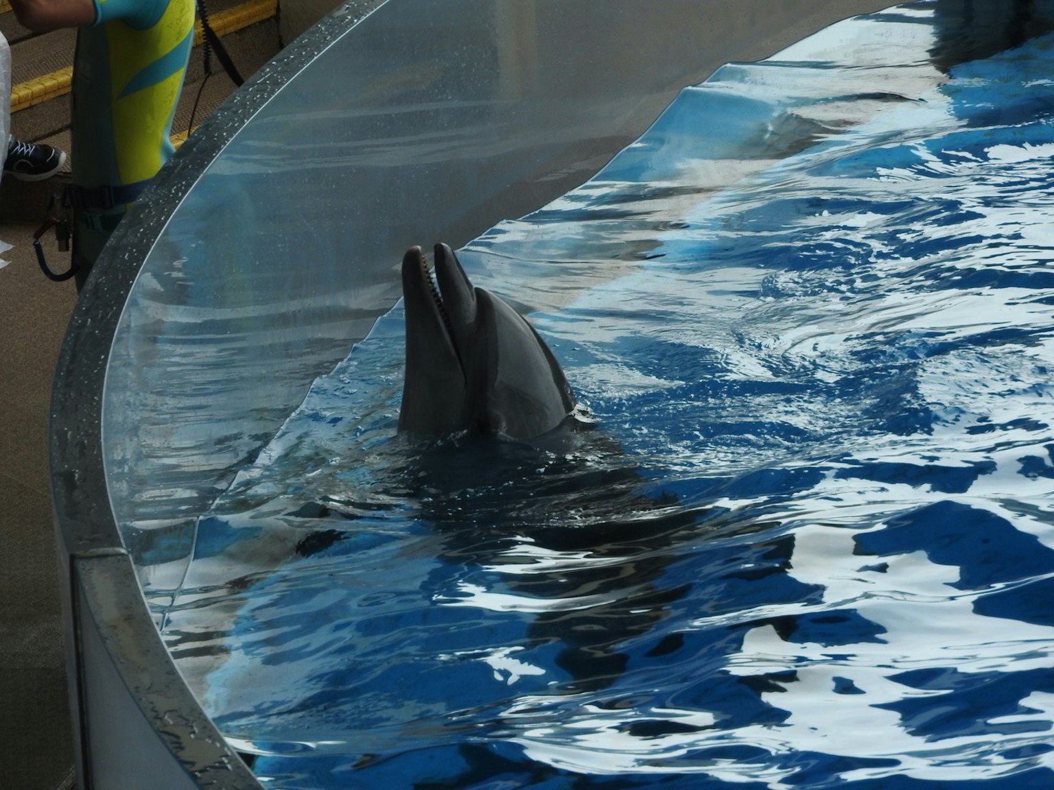 Un delfín emergiendo del agua en un acuario
