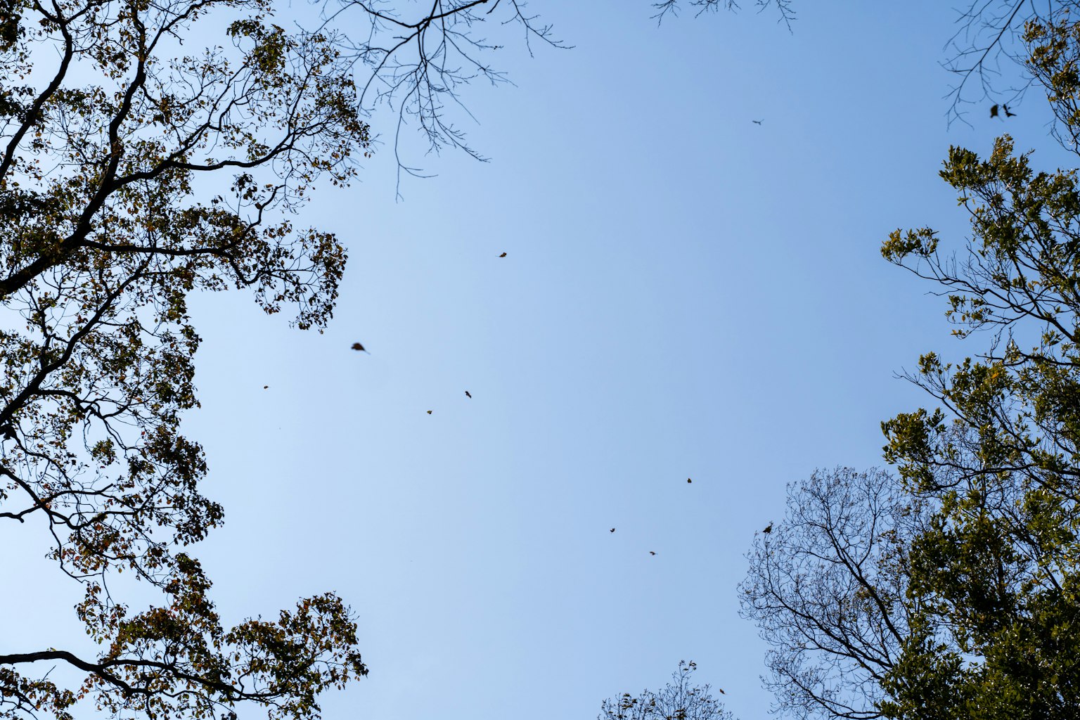 Pemandangan langit biru yang dikelilingi pepohonan