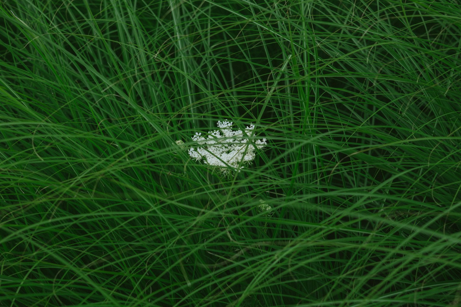 A white flower blooming amidst lush green grass