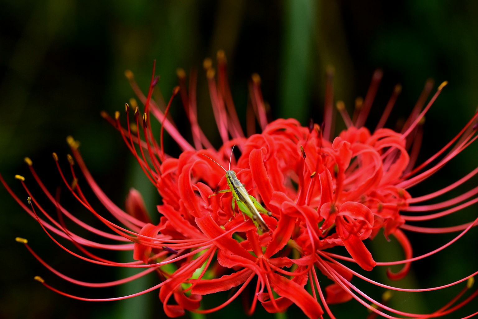 Lebendige rote Spinnenlilienblüten in voller Blüte