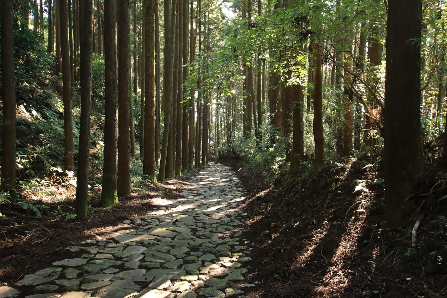 Un sentier de pierre tranquille serpentant à travers une forêt luxuriante