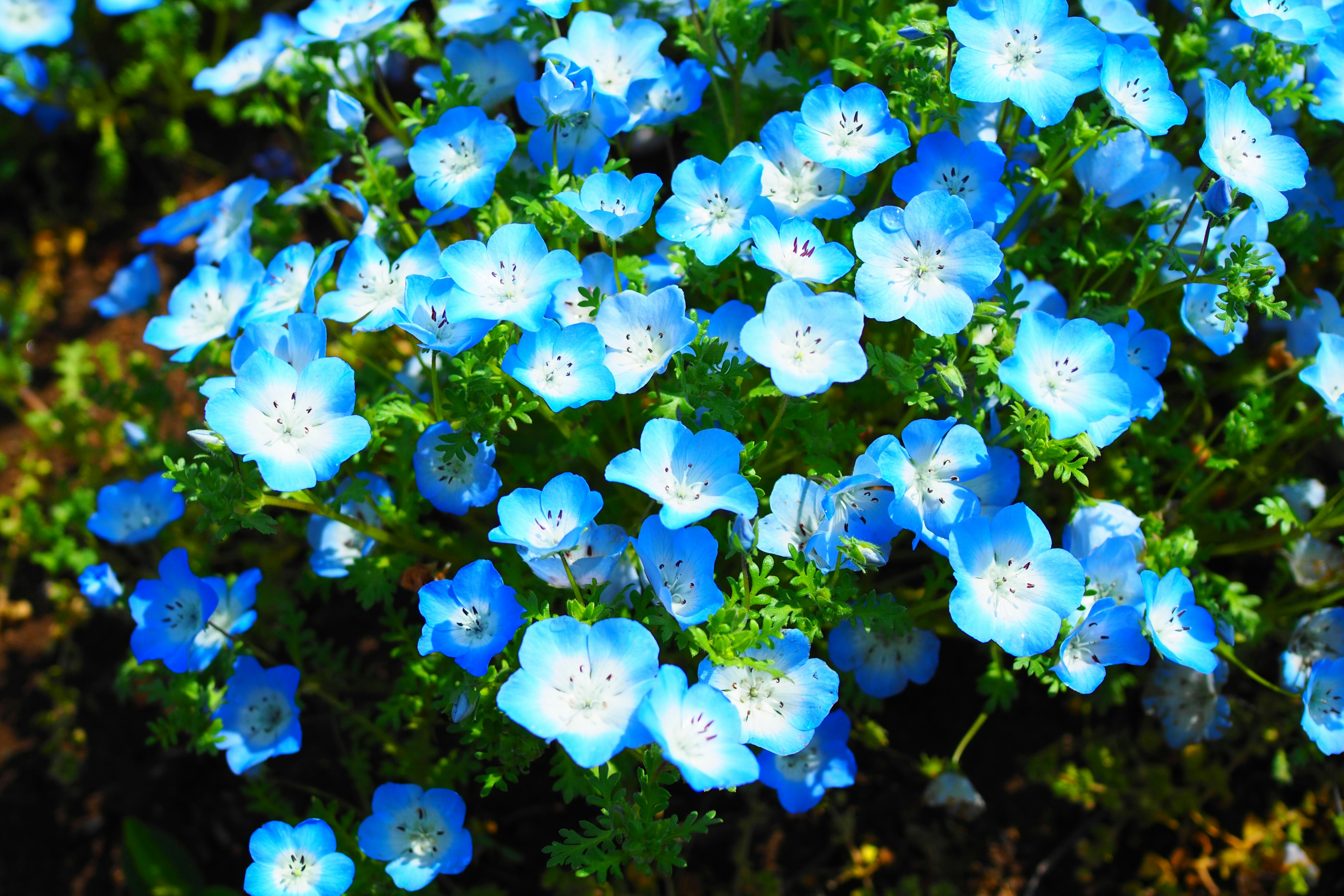 青い花が群生する苔むした花壇のクローズアップ