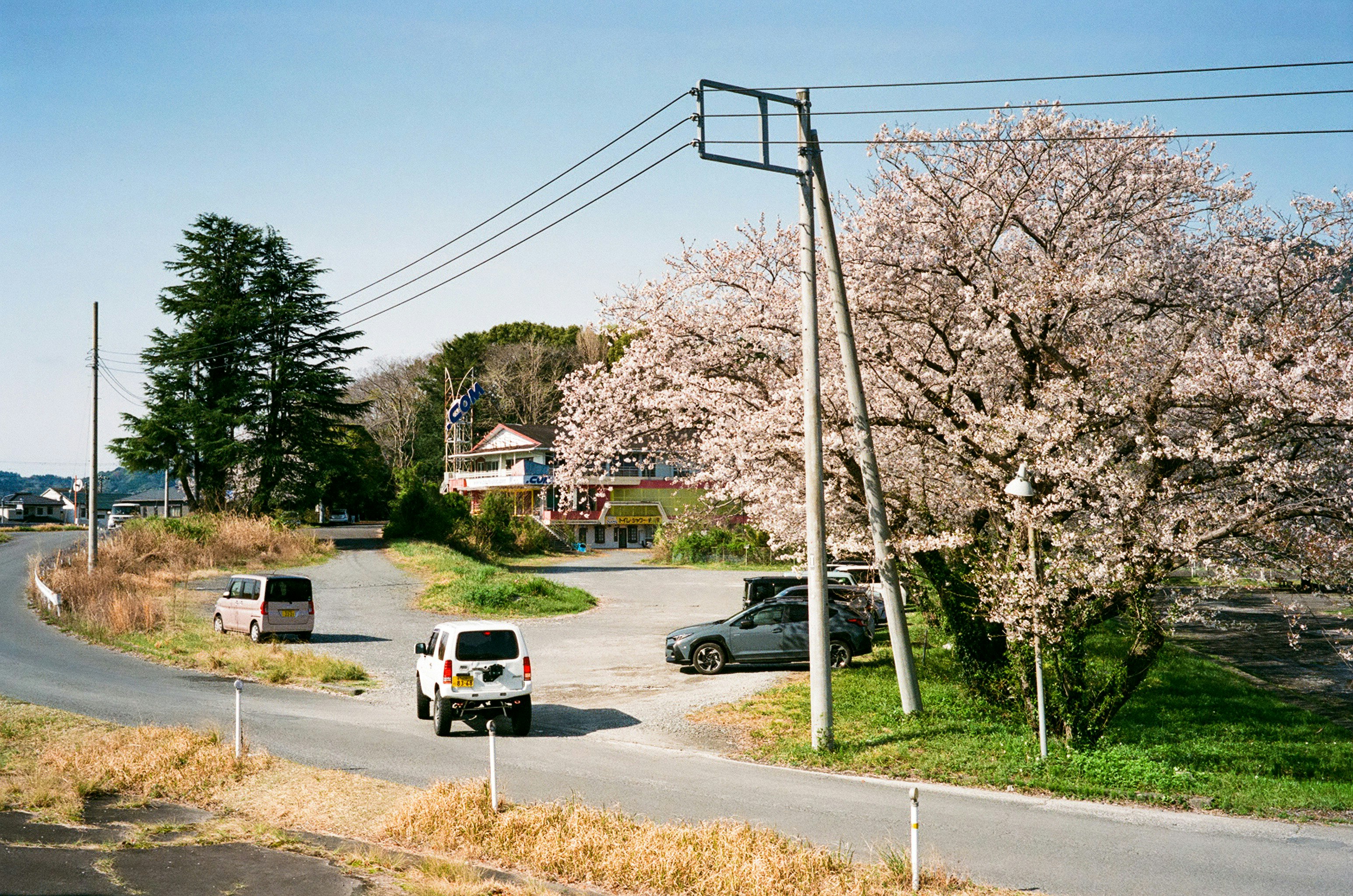 桜並木のある郊外の道路風景