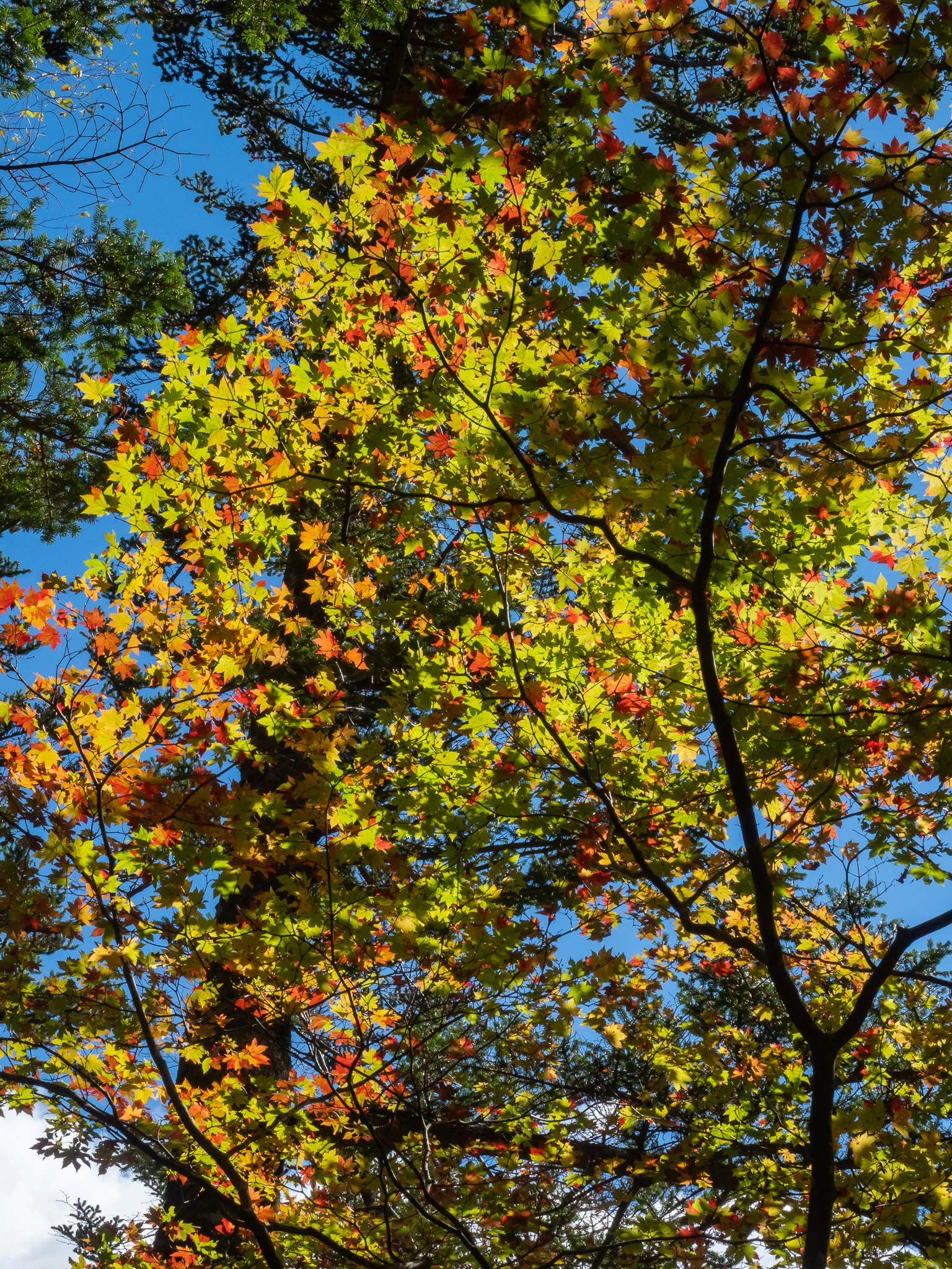 Feuilles d'automne aux couleurs vives sous un ciel bleu