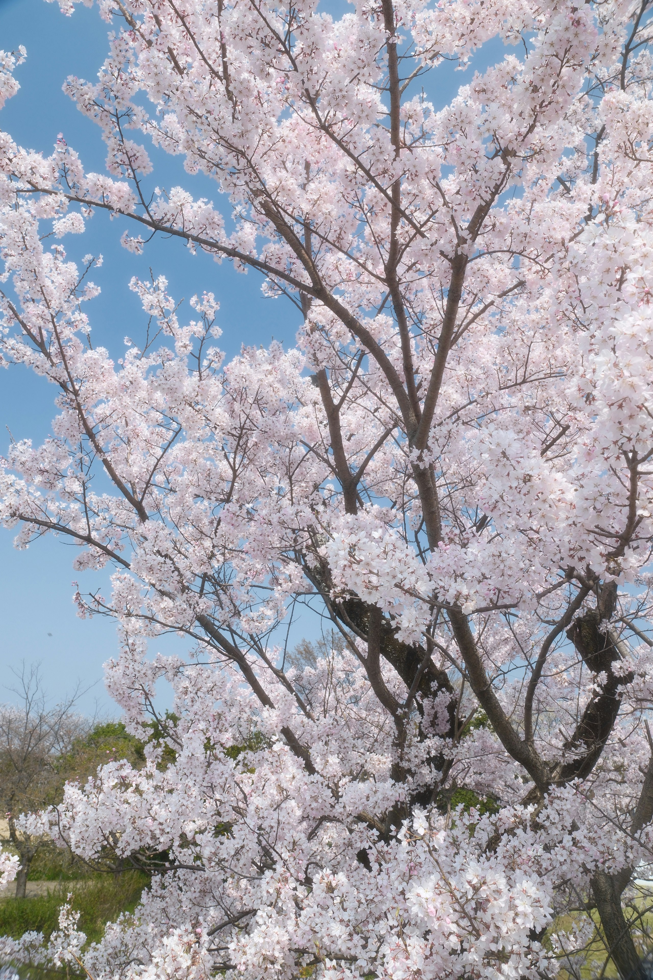 木曽川堤の桜並木の満開