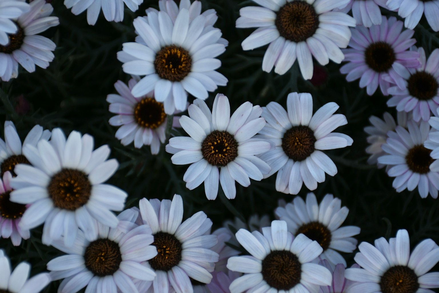 Close-up of daisies with white petals and brown centers