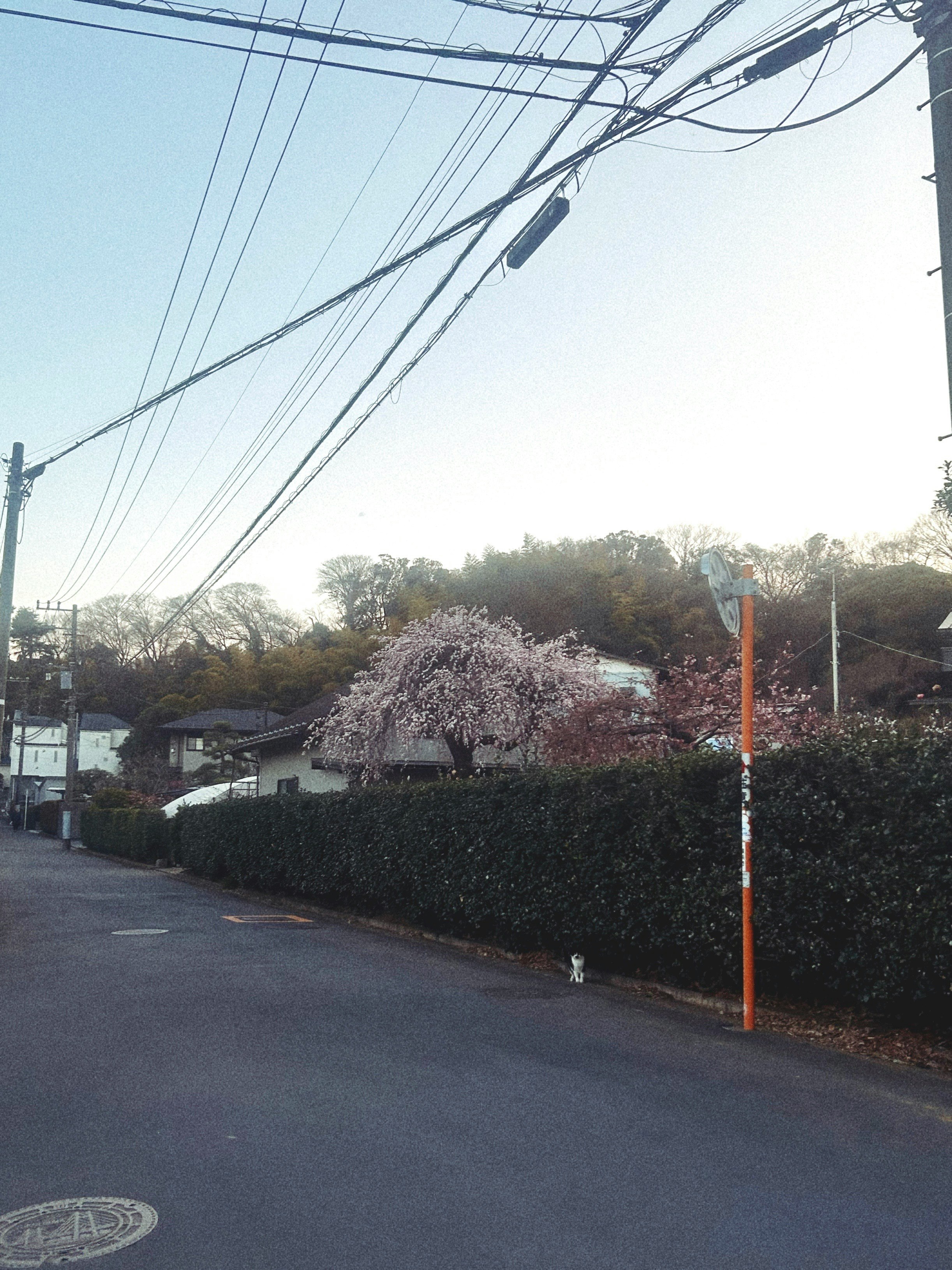 枝垂れ梅の並木がある路地の風景