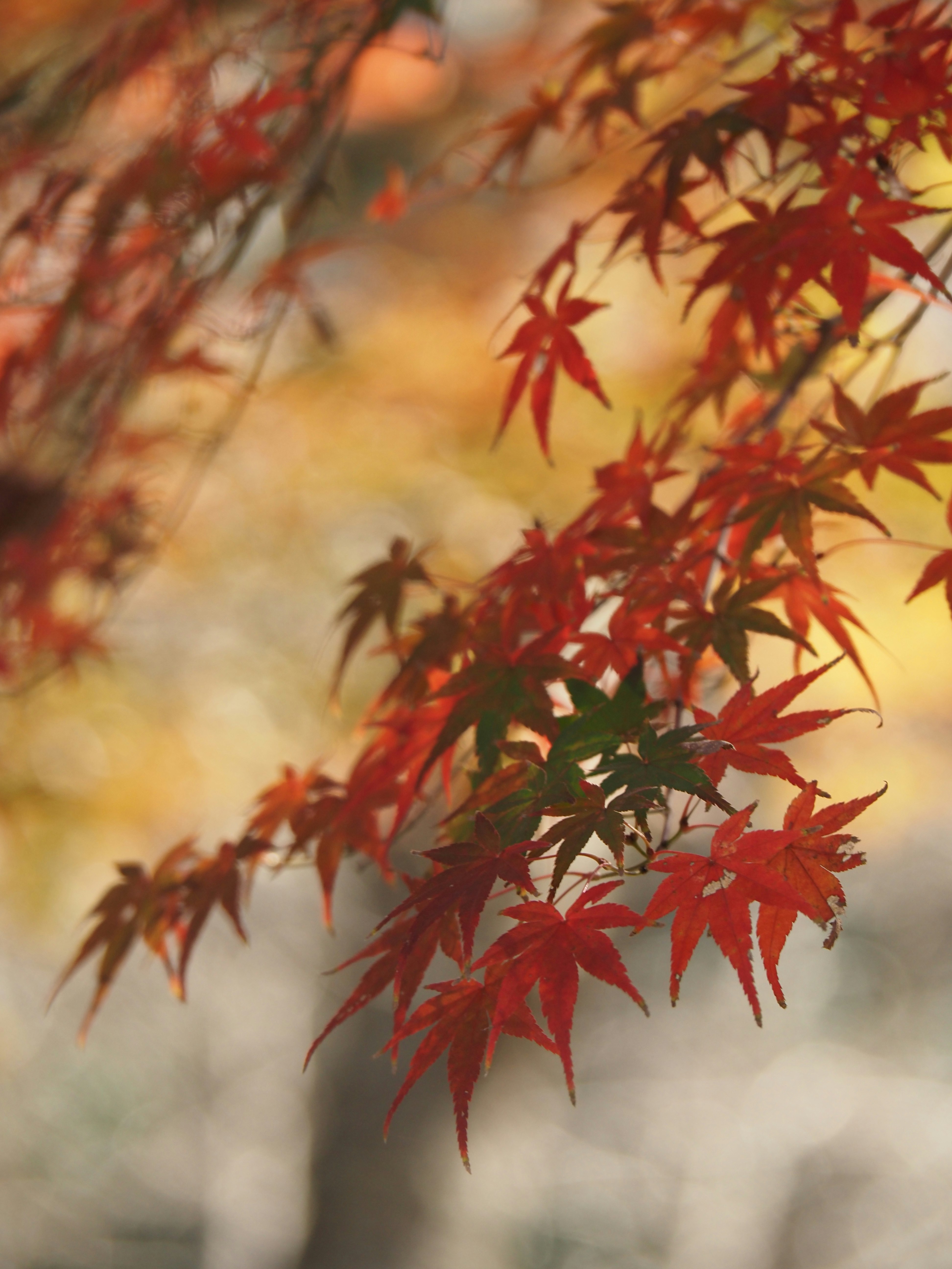Herbstliche Ahornblätter mit weichem, nebligem Hintergrund für Momiji-Betrachtung