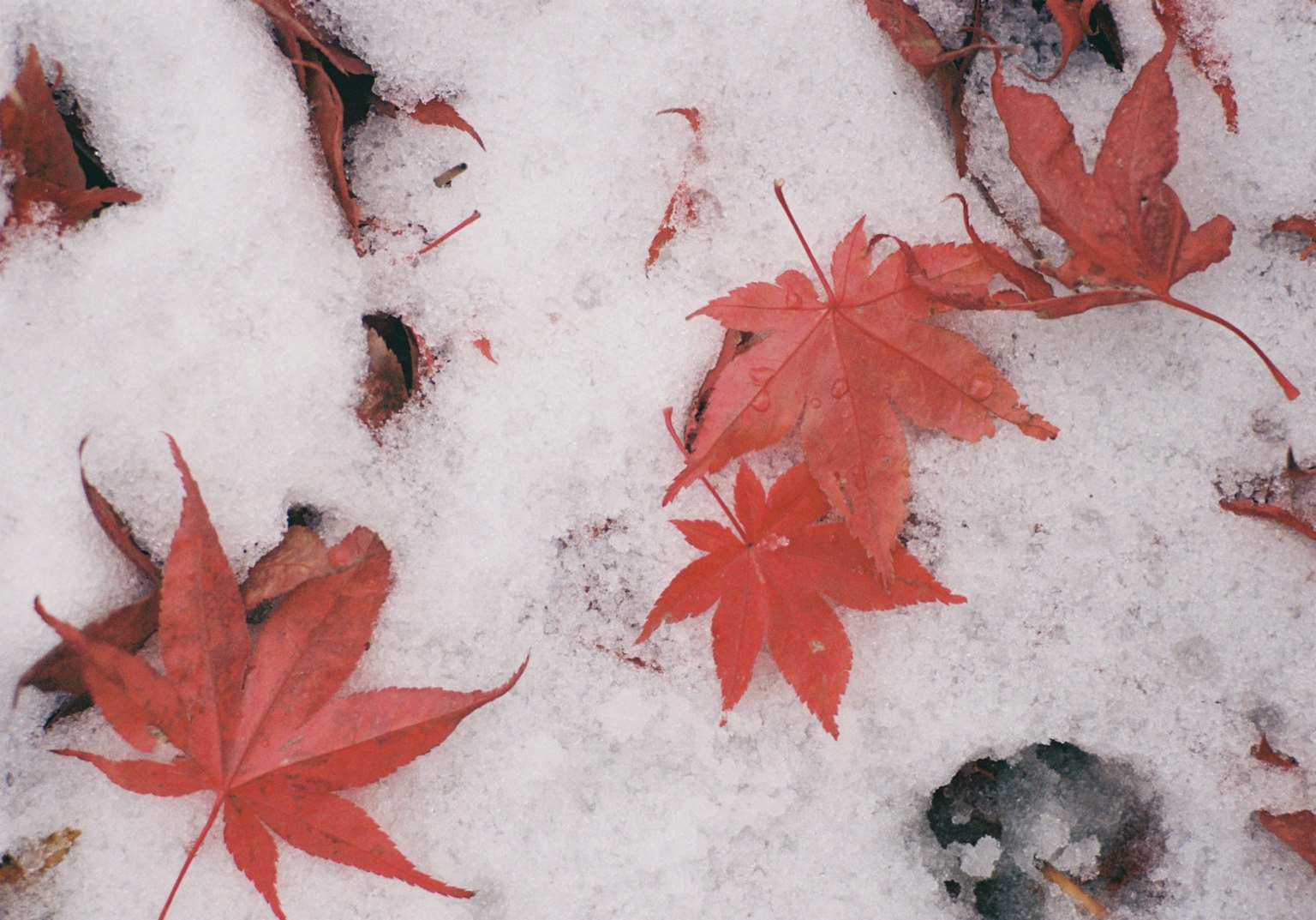 雪の上に落ちた赤いカエデの葉