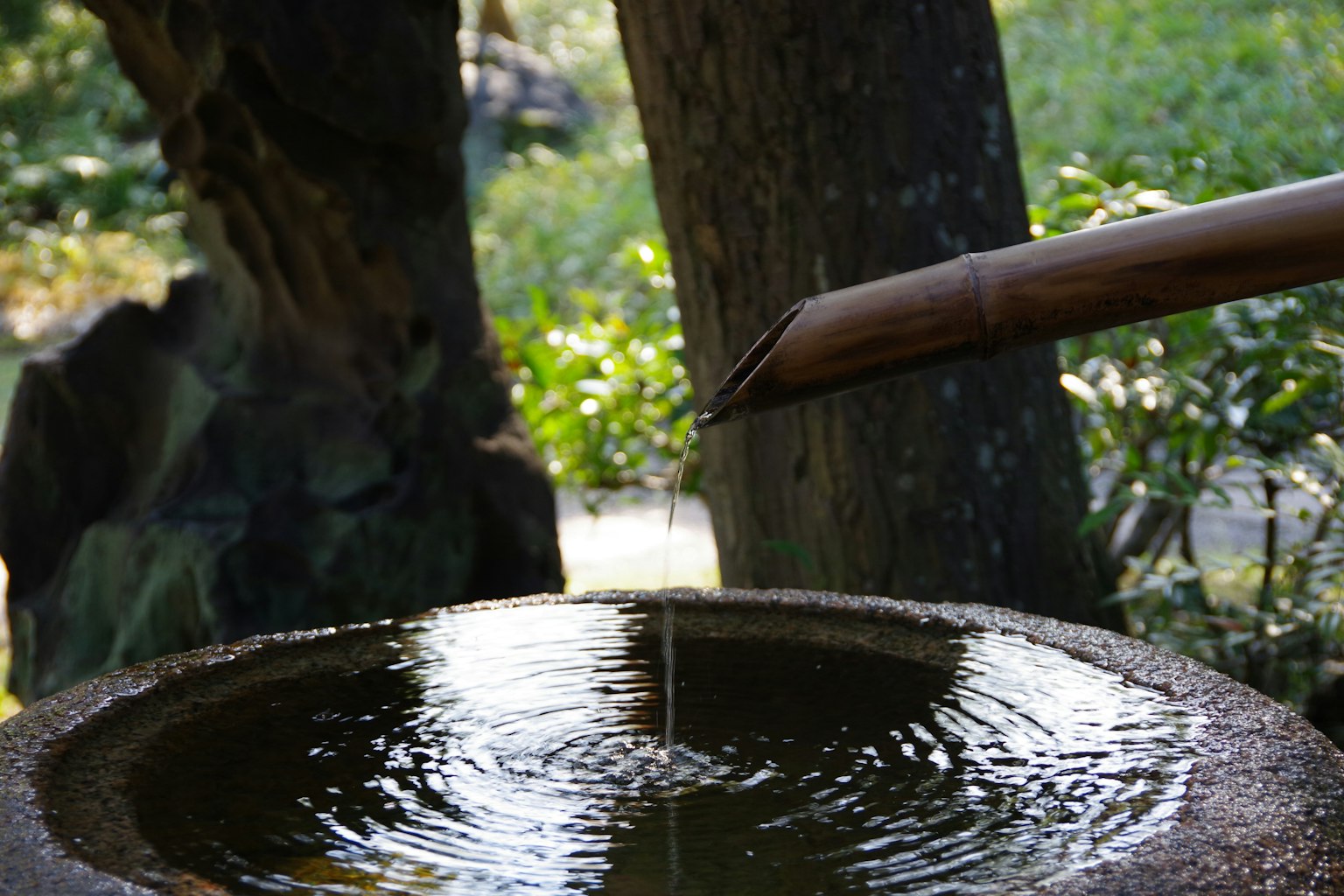 Goutte d'eau de bambou dans un bassin en pierre dans un jardin japonais