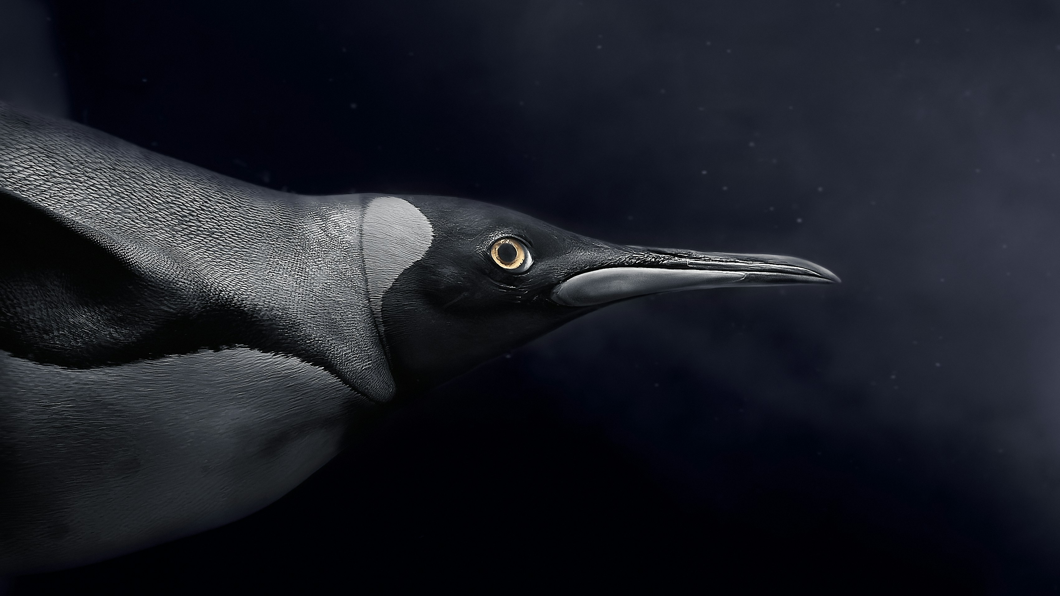 黒い海鳥のくちばしと目のアップ