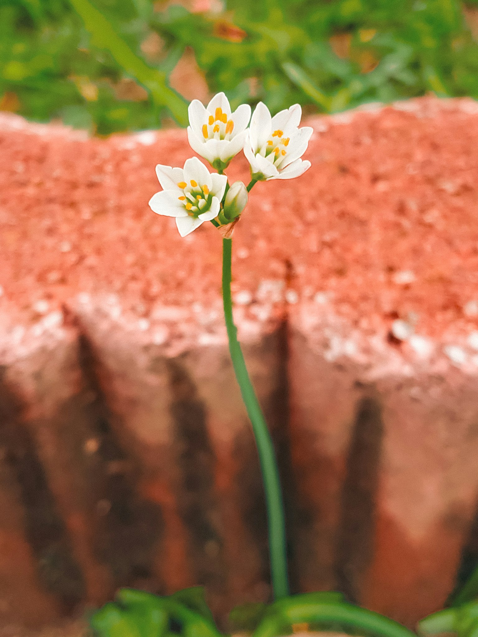 一簇白花在绿色草地上盛开，旁边是一块红砖