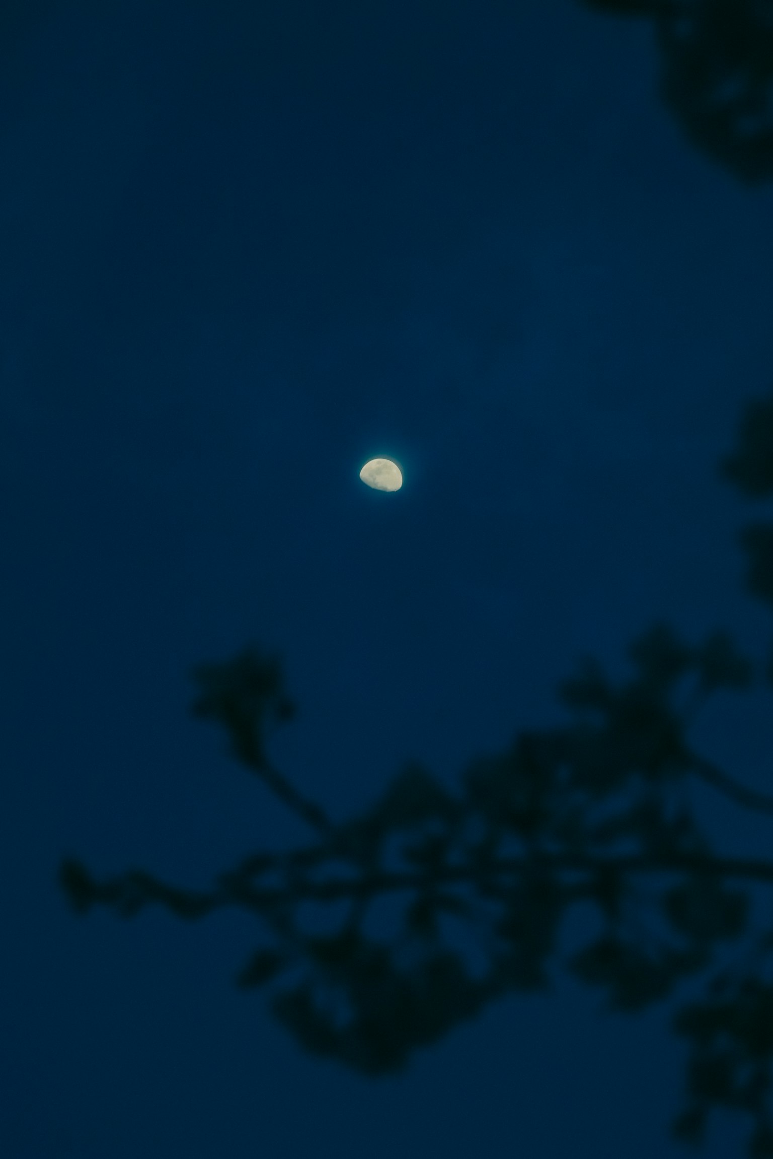 Mezza luna nel cielo notturno con silhouette di alberi