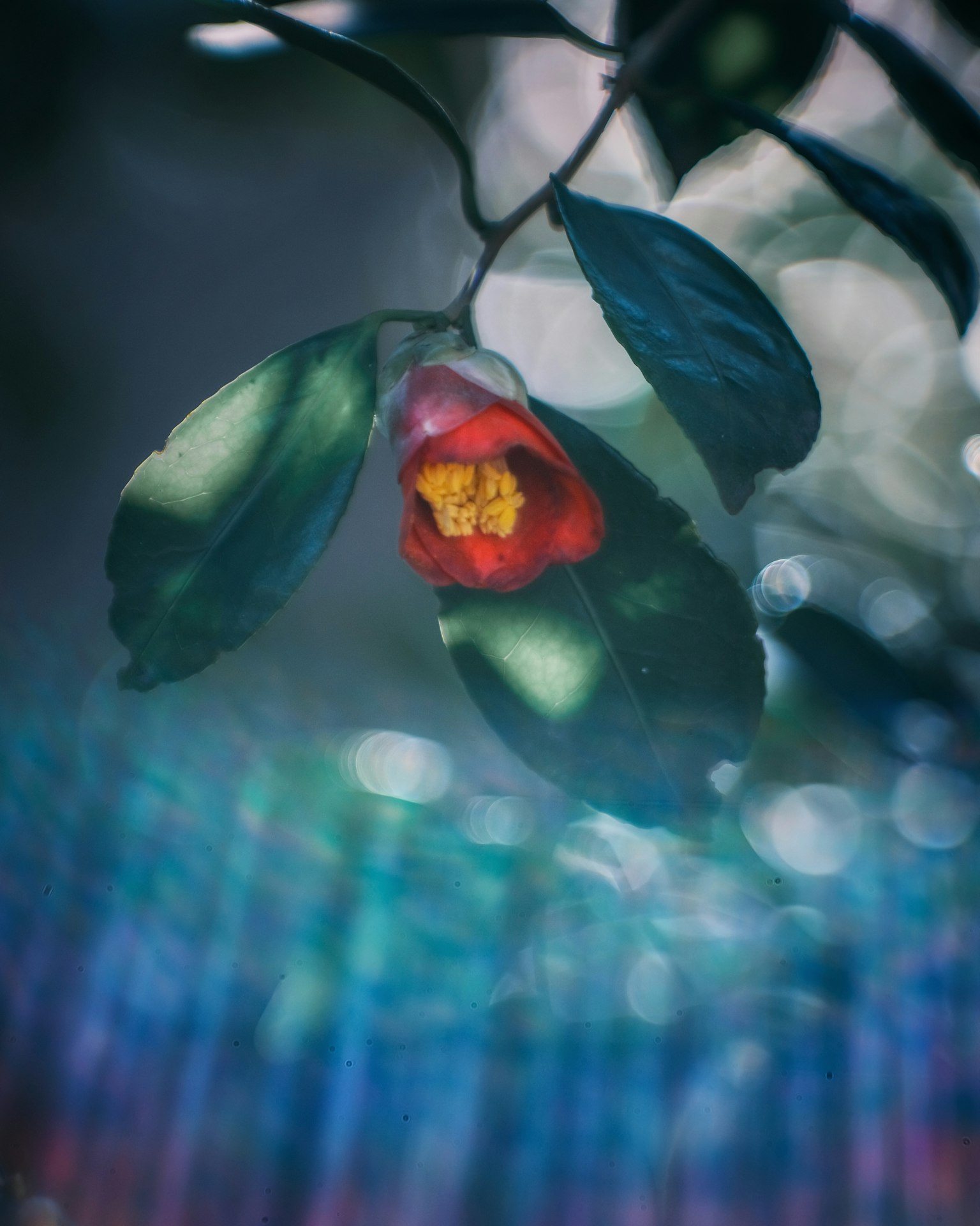 Gambar yang mencolok menampilkan bunga merah dan daun hijau dengan latar belakang kabur