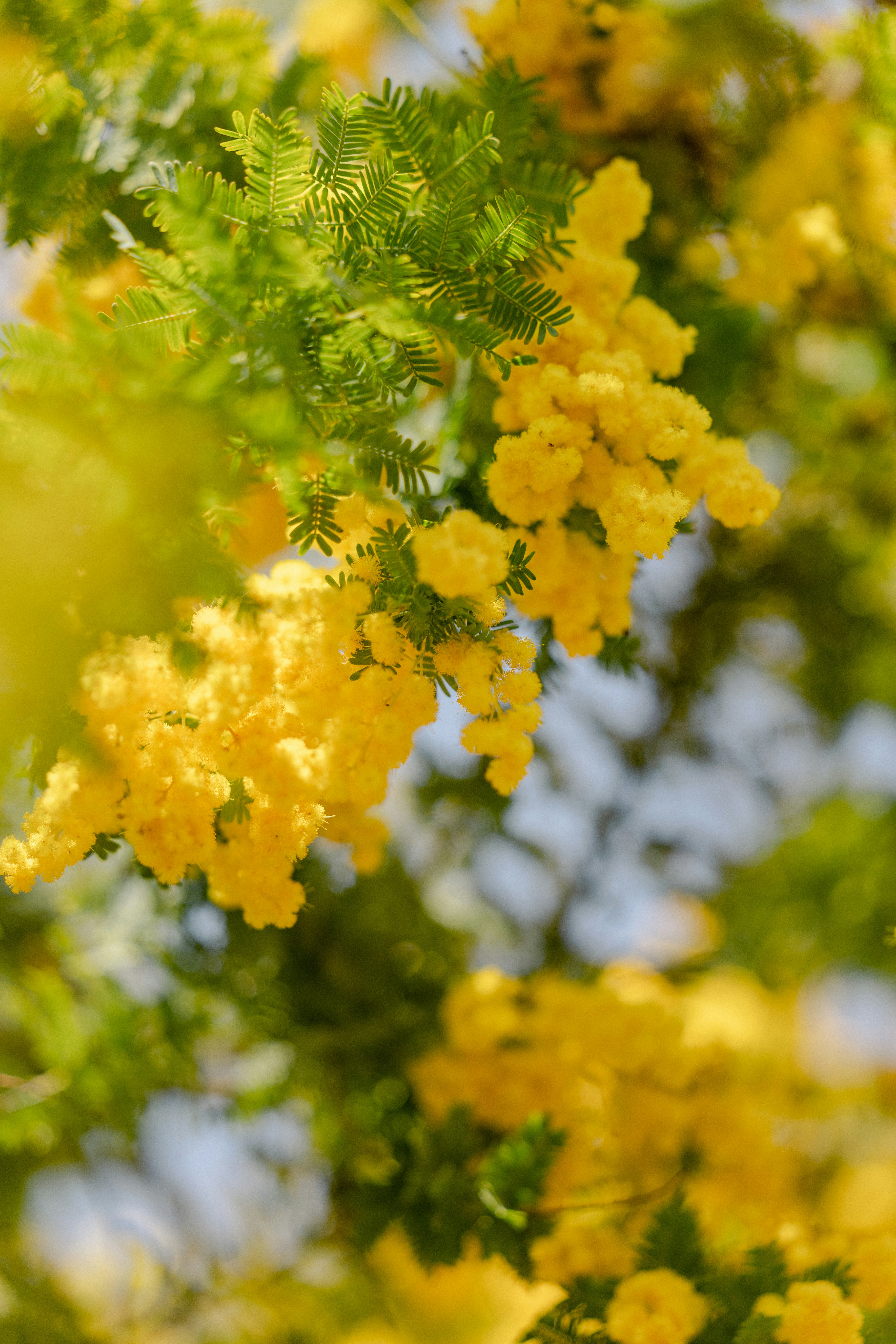 ミモザの花房がふわりと咲く枝先