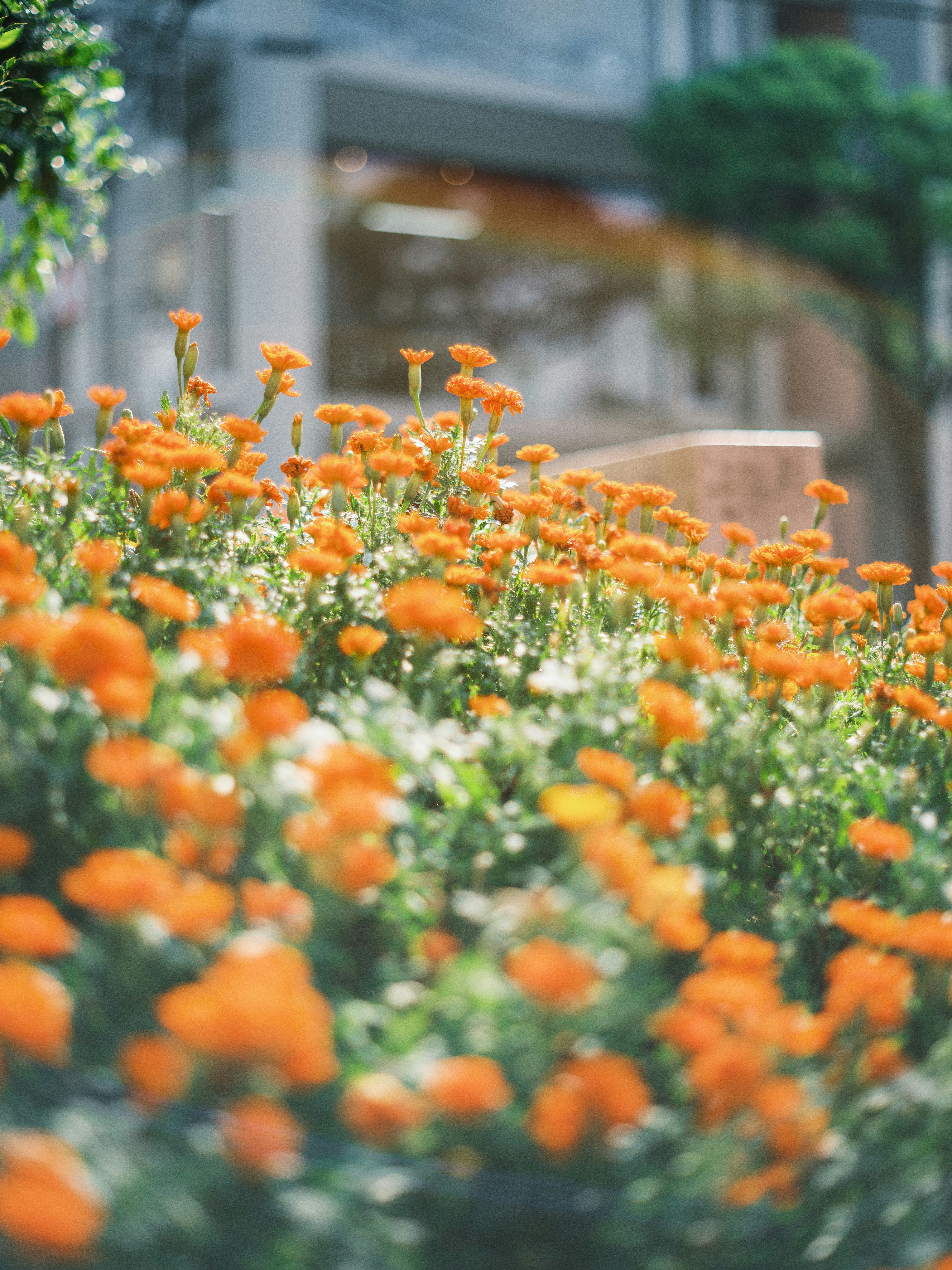 オレンジ色の花が咲く花壇のボケ背景