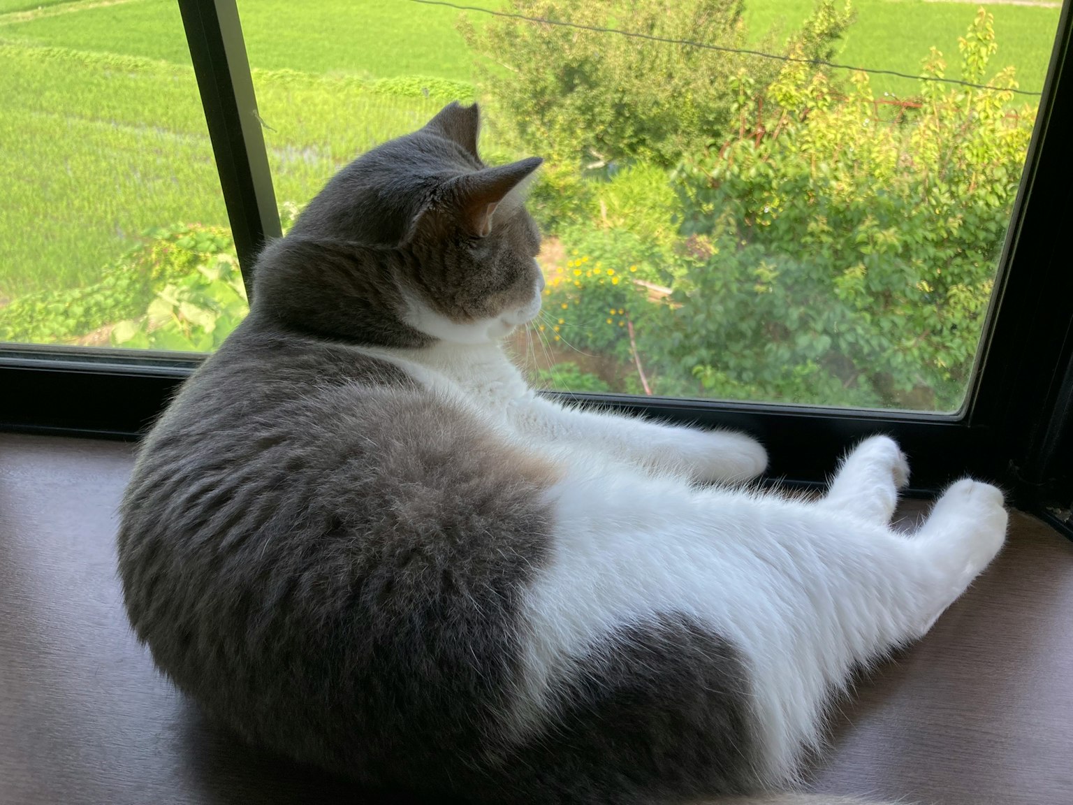 灰色和白色的猫坐在窗边向外看