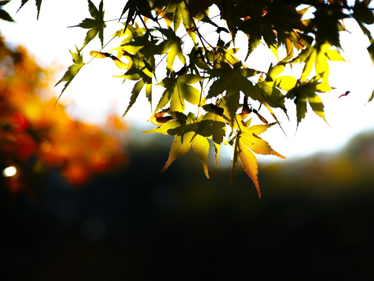 Bunte Blätter, die im Sonnenlicht in einer herbstlichen Szene leuchten