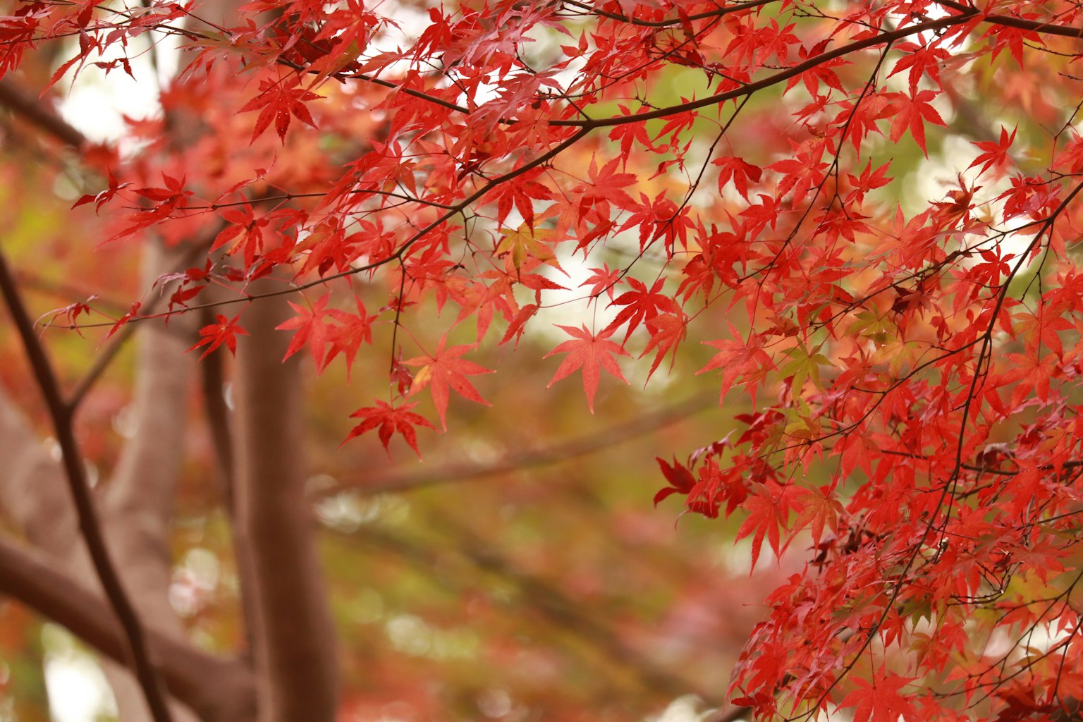 ทิวทัศน์ฤดูใบไม้ร่วงที่สวยงามพร้อมใบเมเปิ้ลสีแดงที่กระจายอยู่บนกิ่ง
