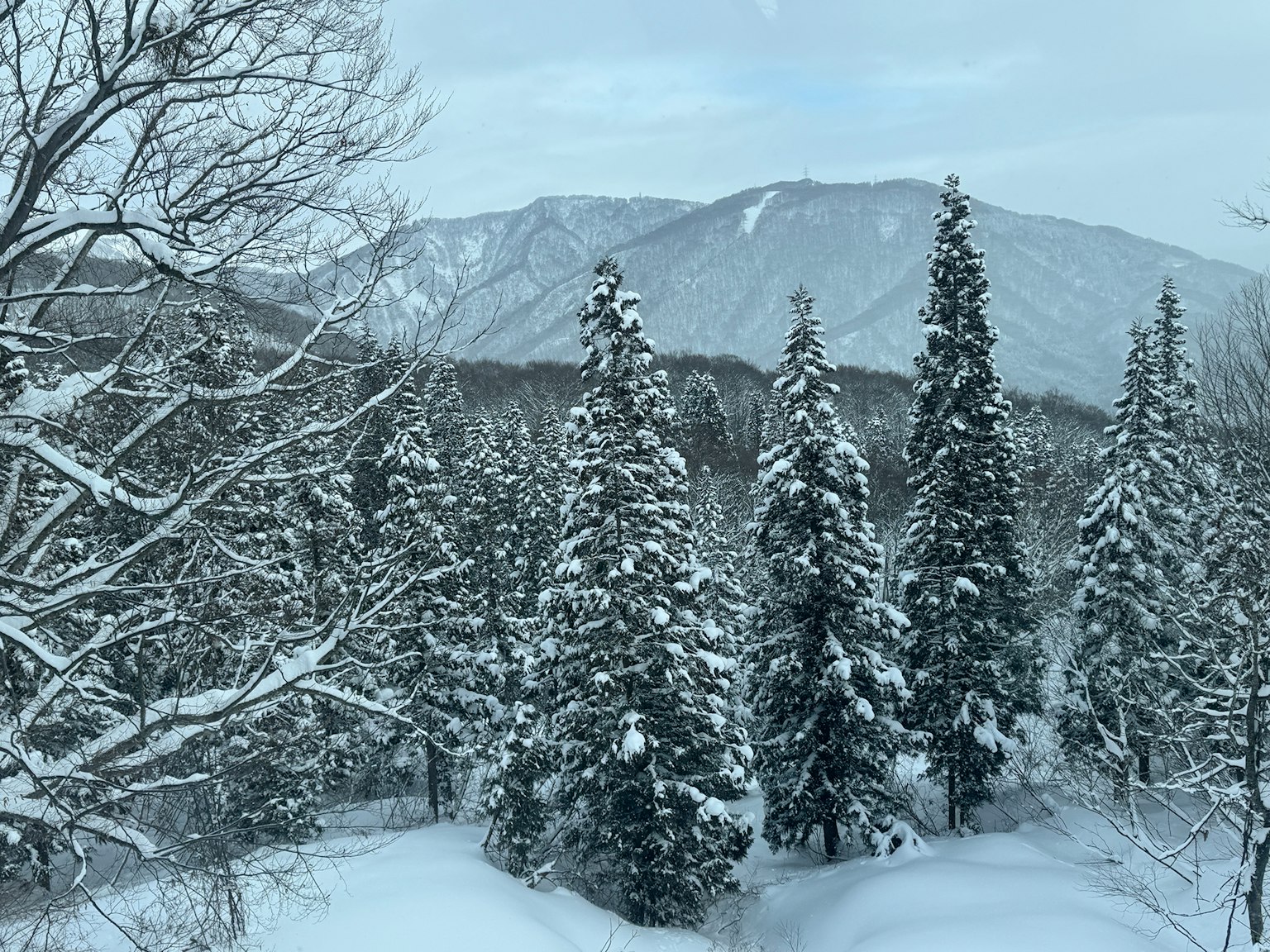 被雪覆盖的松树和远处的山脉