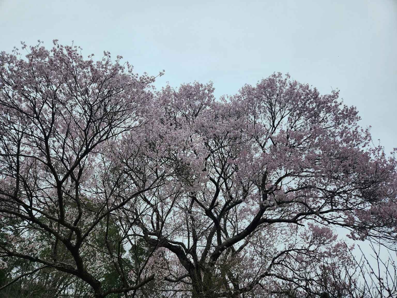 Immagine che cattura la parte superiore di un grande albero adornato di fiori rosa pallido