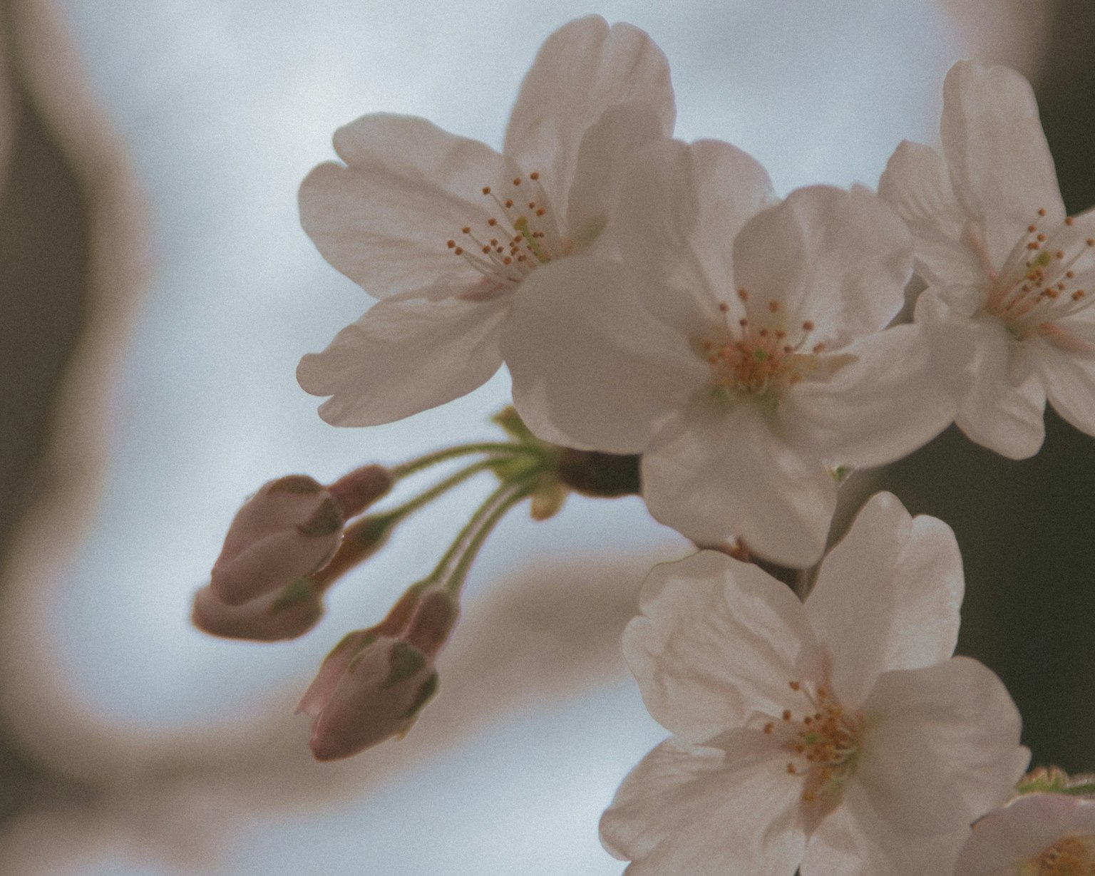 Gros plan sur des fleurs de cerisier en fleurs