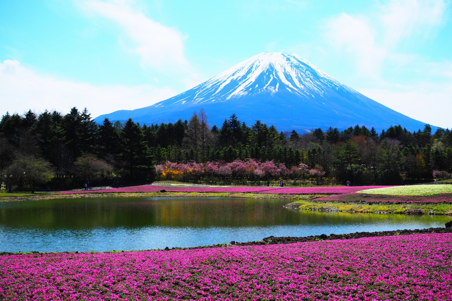 Vue pittoresque du Mont Fuji avec des fleurs roses vibrantes et un lac serein