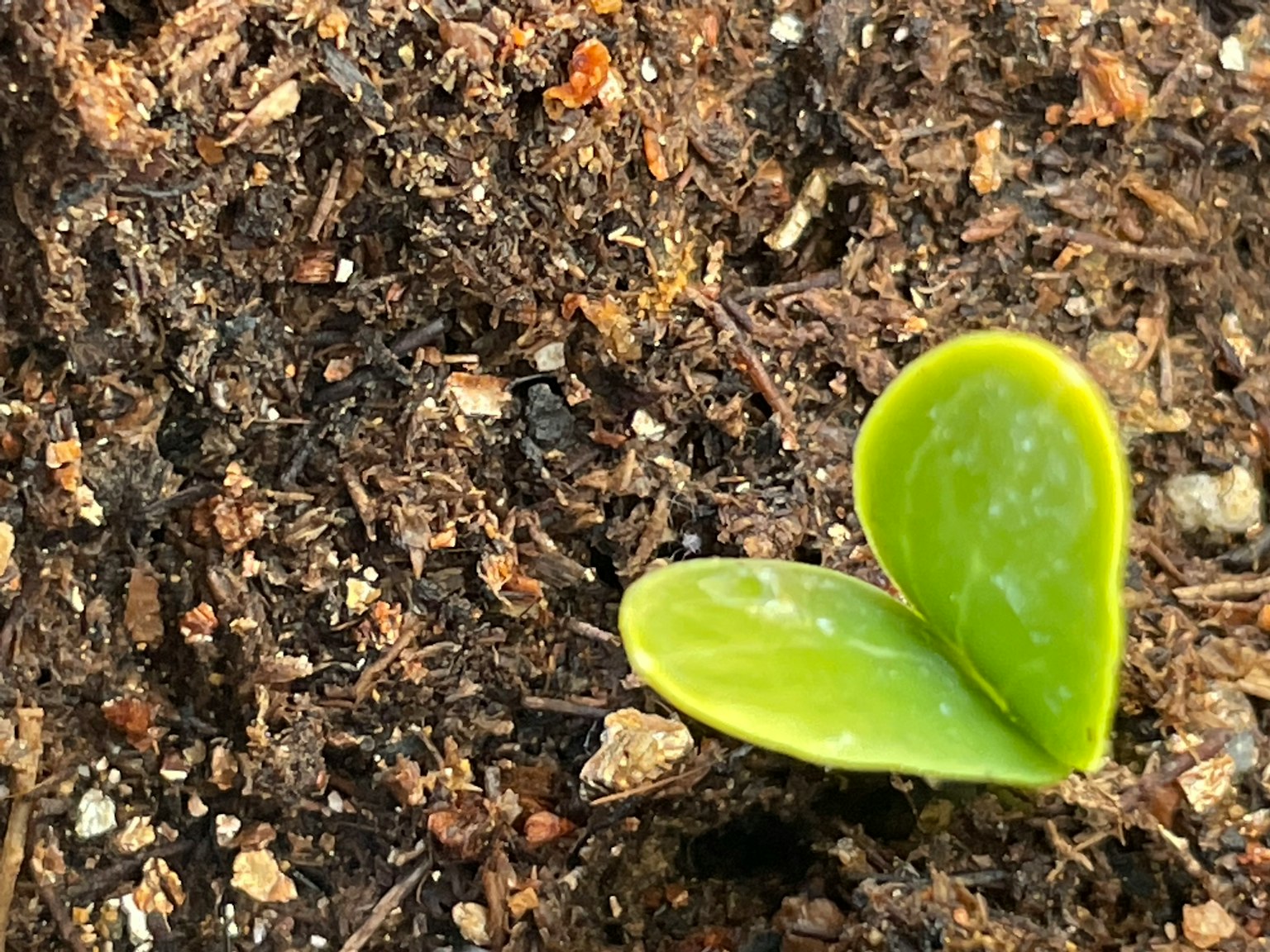 一株年輕的綠色植物從土壤中冒出，帶有兩片葉子