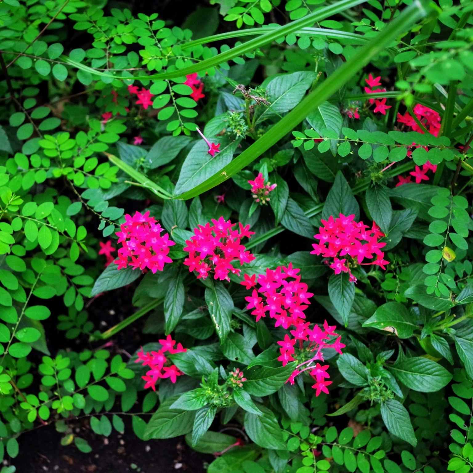 Fleurs roses vibrantes entourées de feuillage vert luxuriant