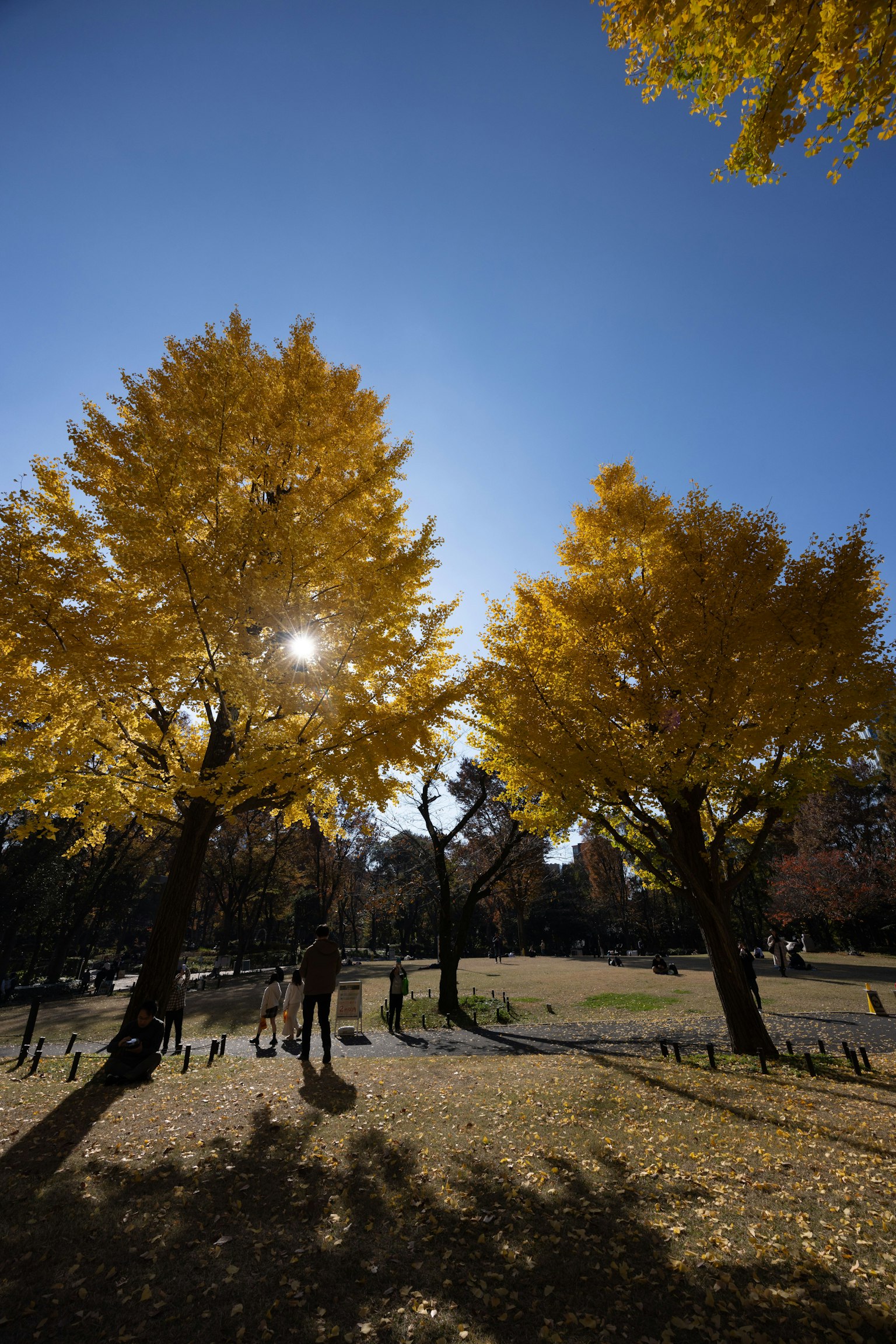 Alberi di ginkgo dorati in un parco autunnale sotto un cielo blu chiaro