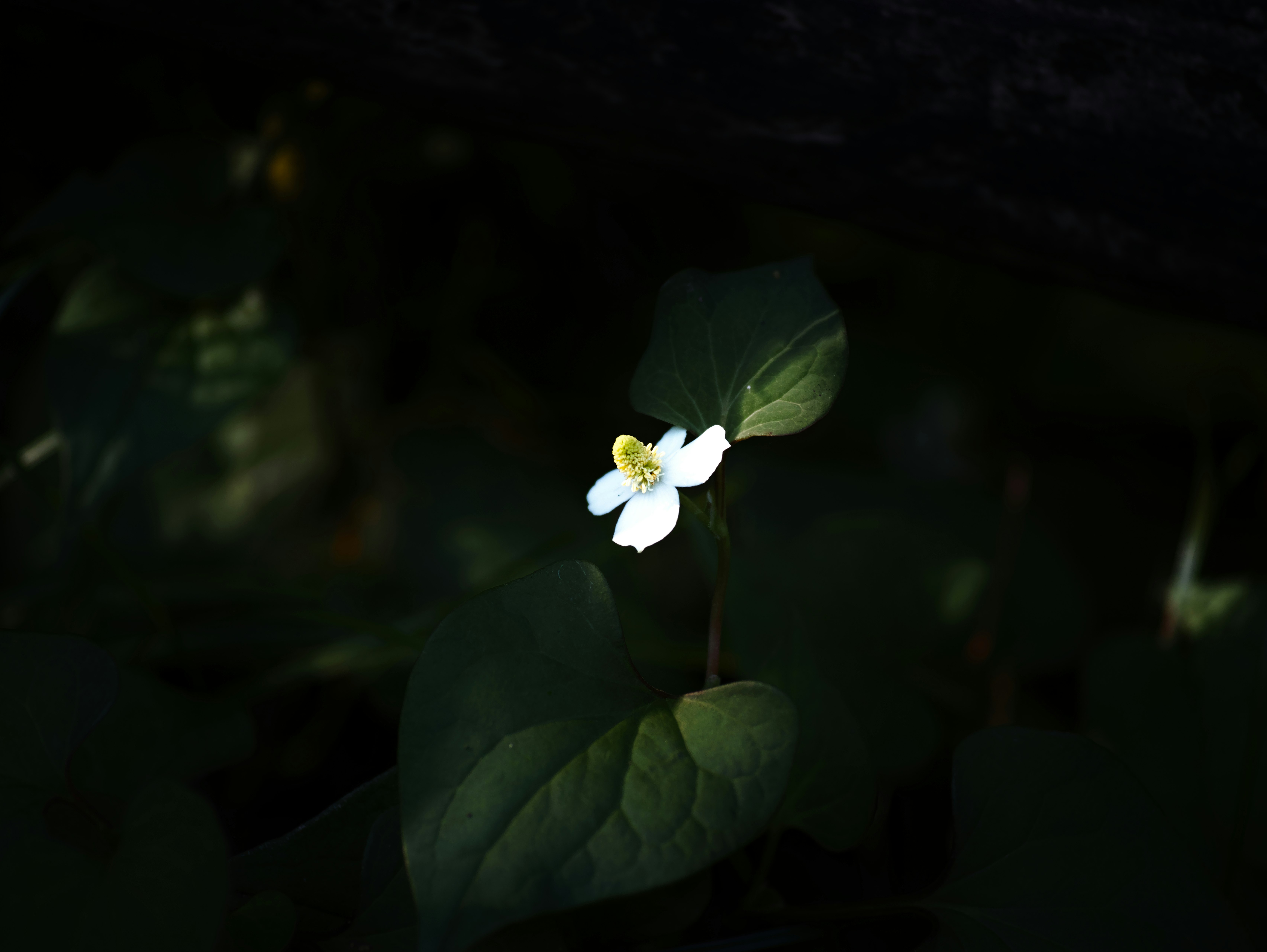 深色背景下的白色花朵与叶片