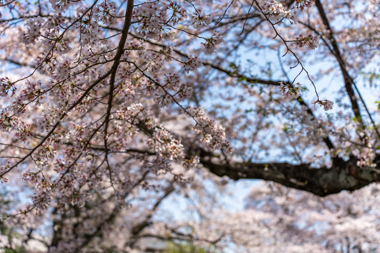 Close-up cabang bunga sakura yang mekar