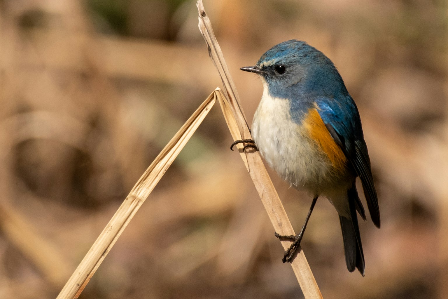 Un pájaro azul posado en una rama con un vientre naranja
