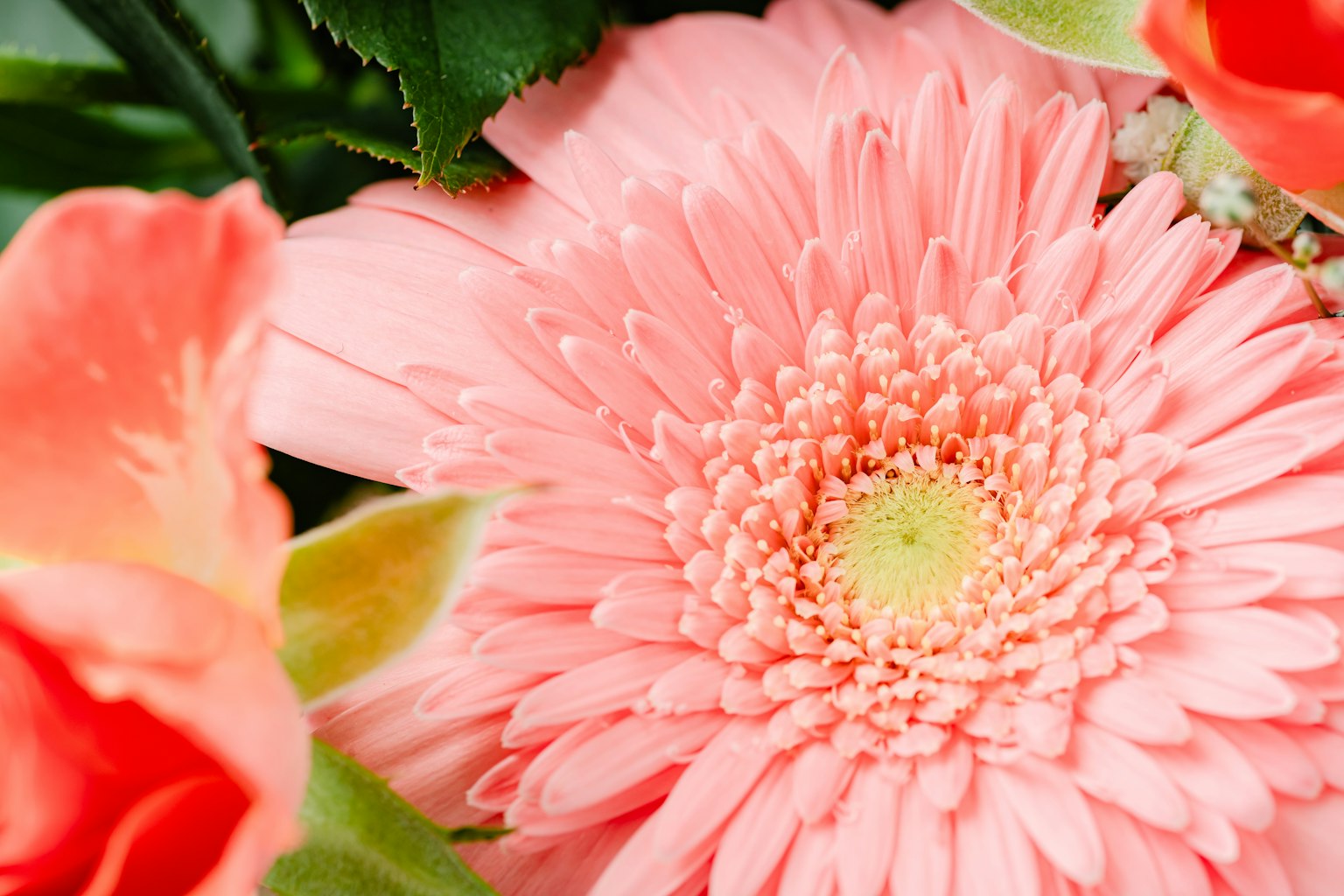 Close-up bunga gerbera pink cerah dikelilingi mawar oranye