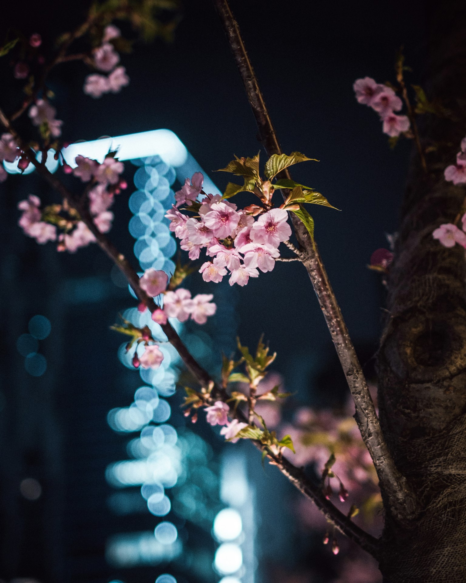 Fiori di ciliegio di notte con luci urbane sfocate sullo sfondo
