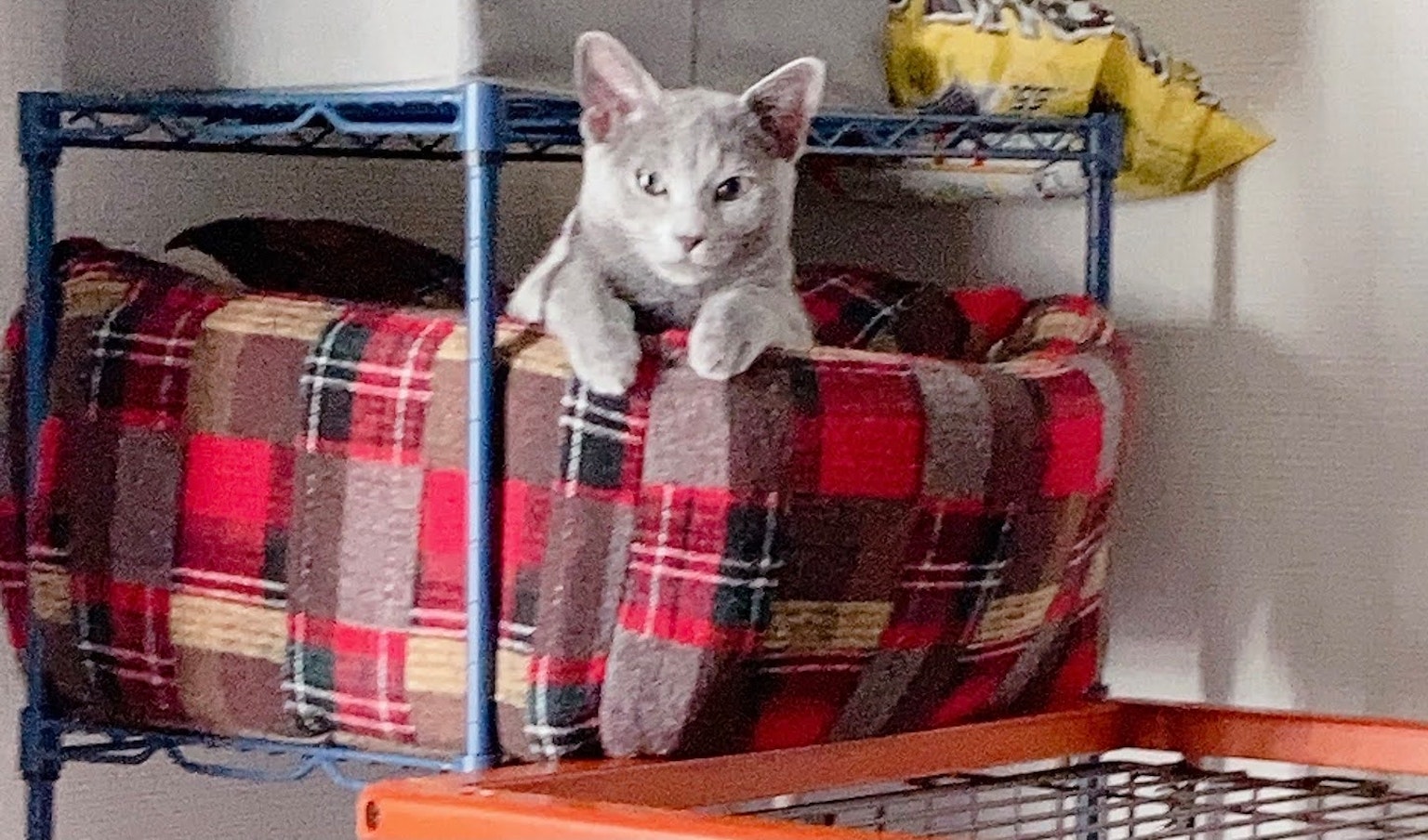 Gatto grigio seduto su una coperta a scacchi rossi