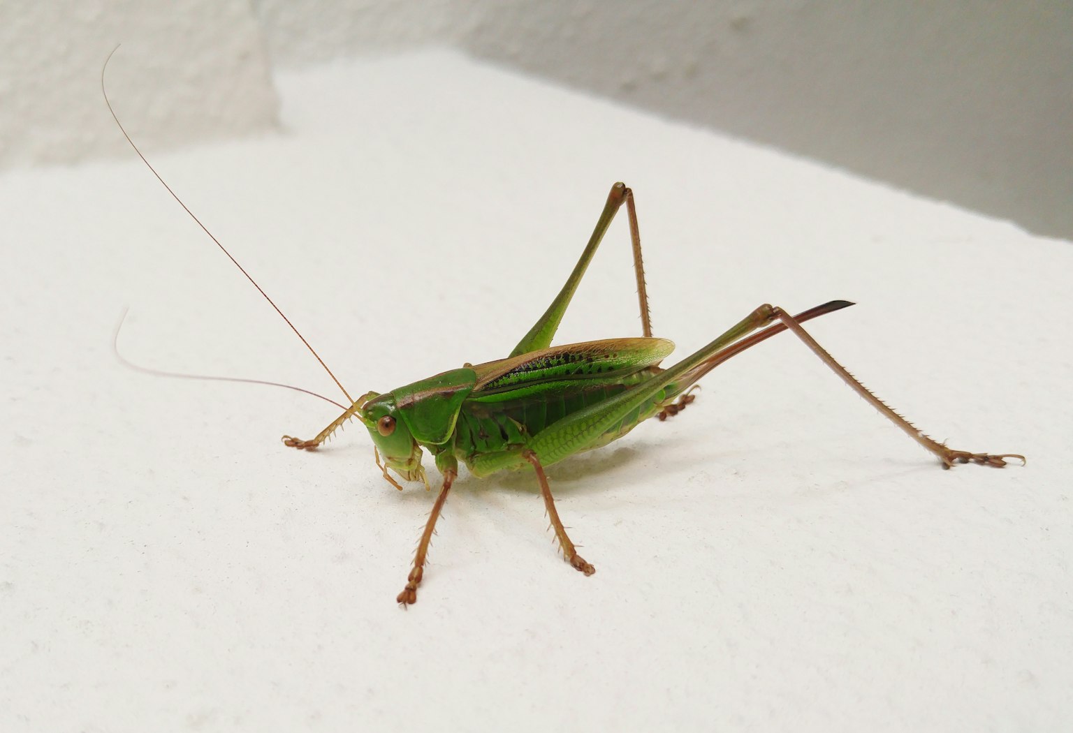 A green grasshopper on a white surface