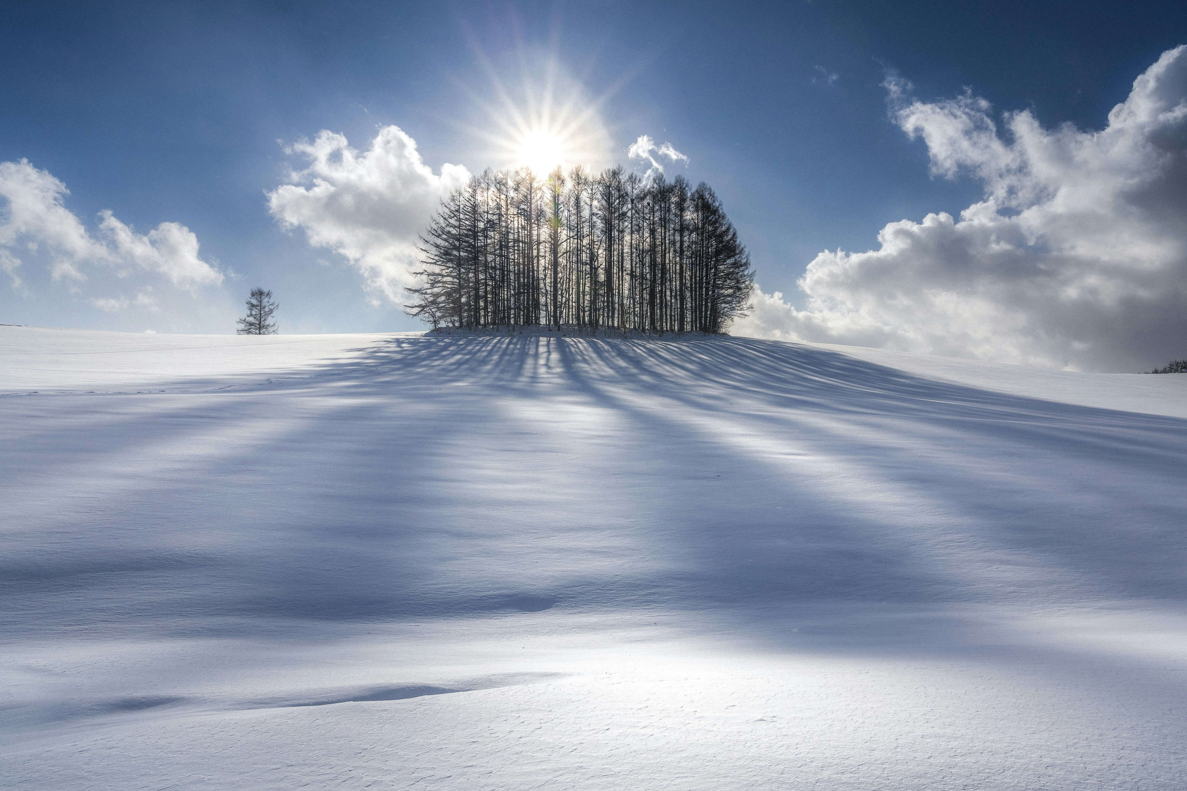 paysage d’hiver avec des ombres d’arbres sur la neige